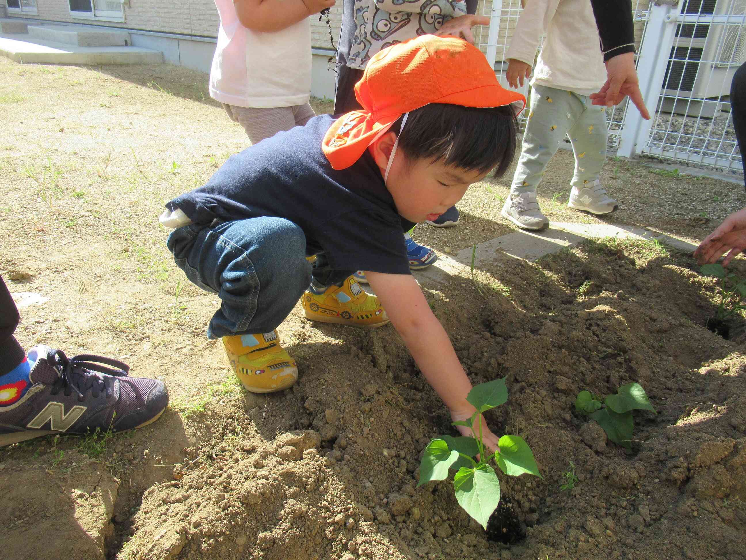 野菜の苗植え 