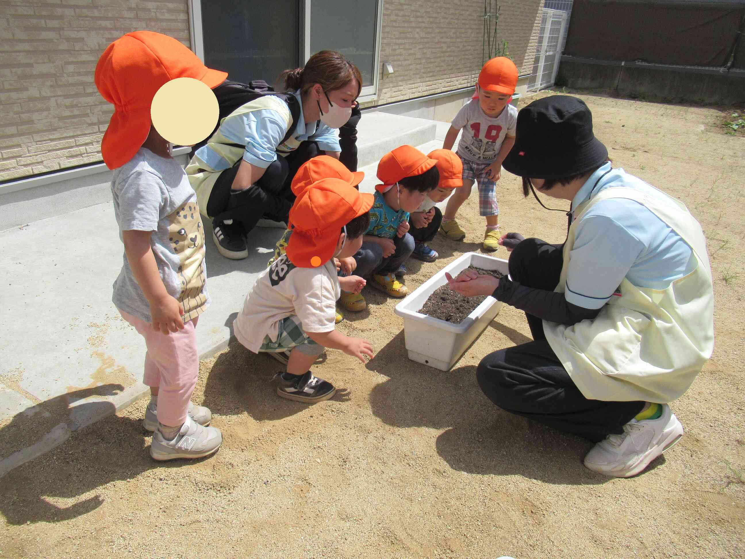 種まき【うさぎ組2歳児】