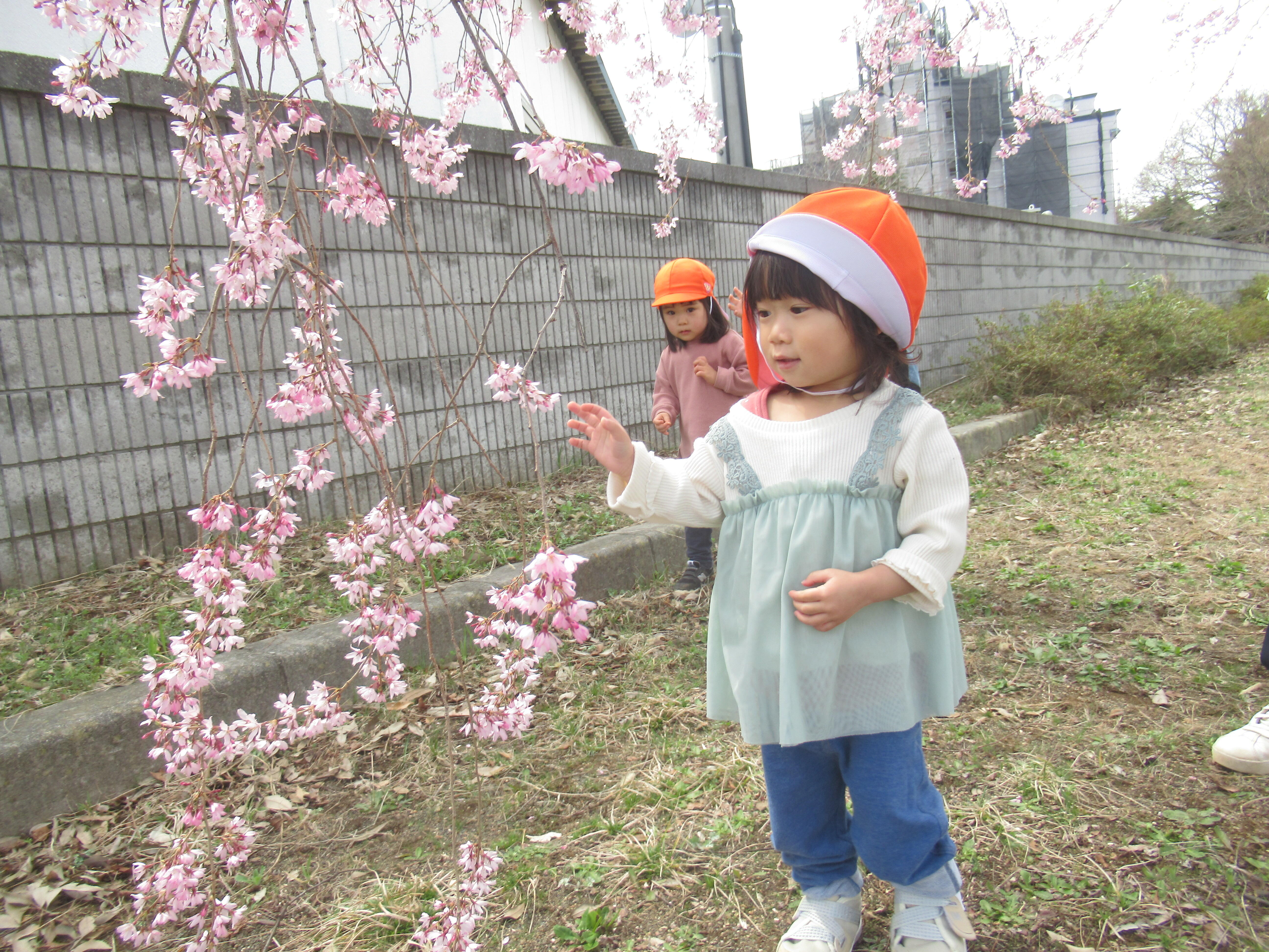 桜、咲いてるかな～？