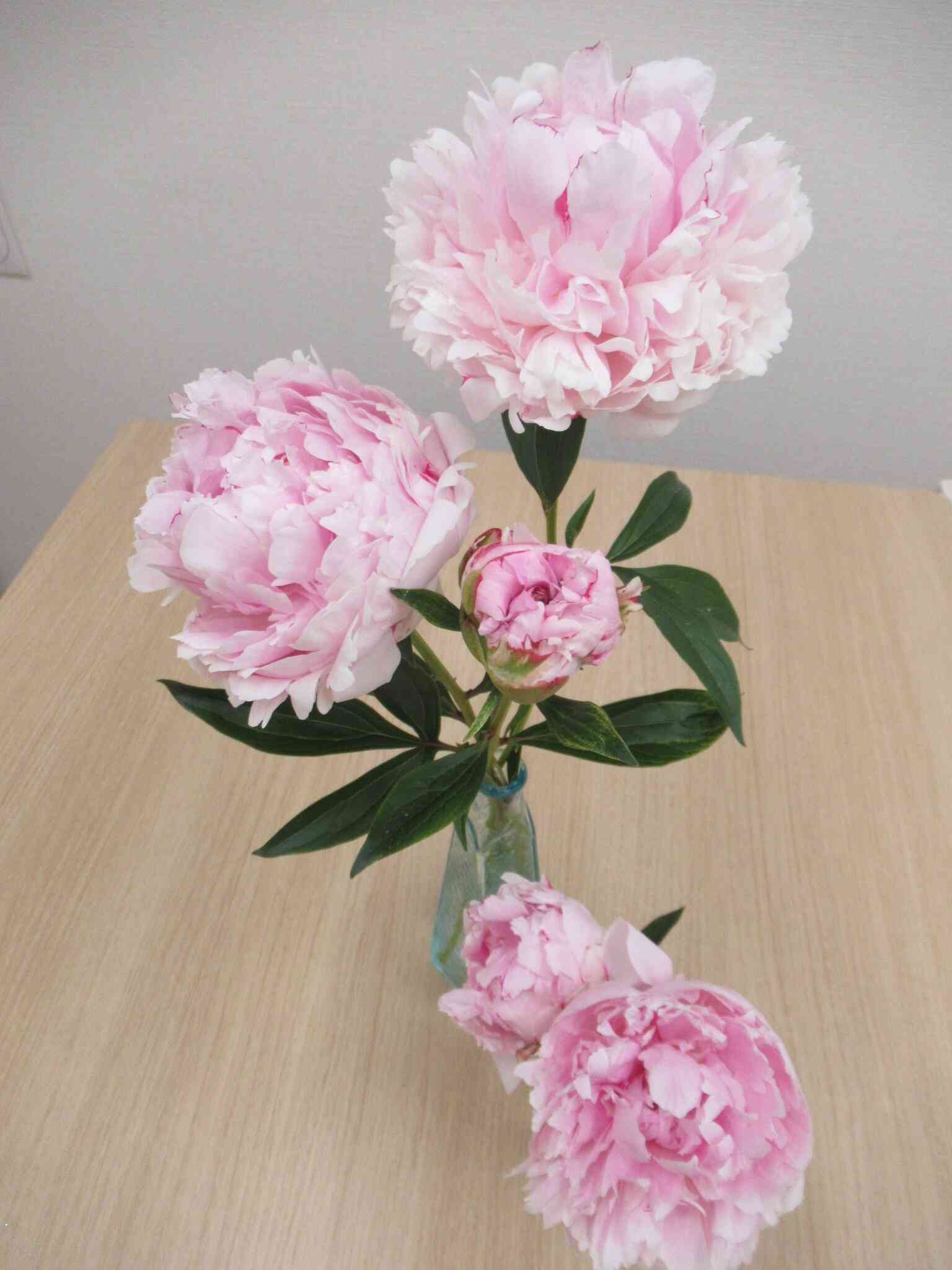 シャクヤクの花、とても綺麗です