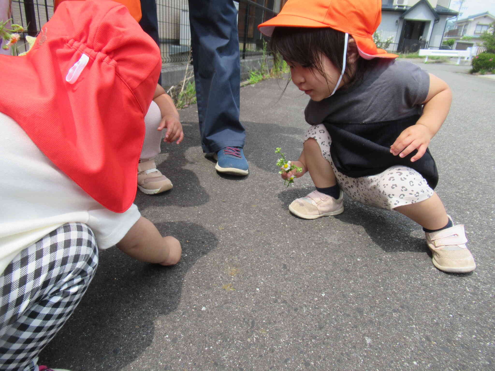 お散歩中、地面をなにかが歩いているよ！