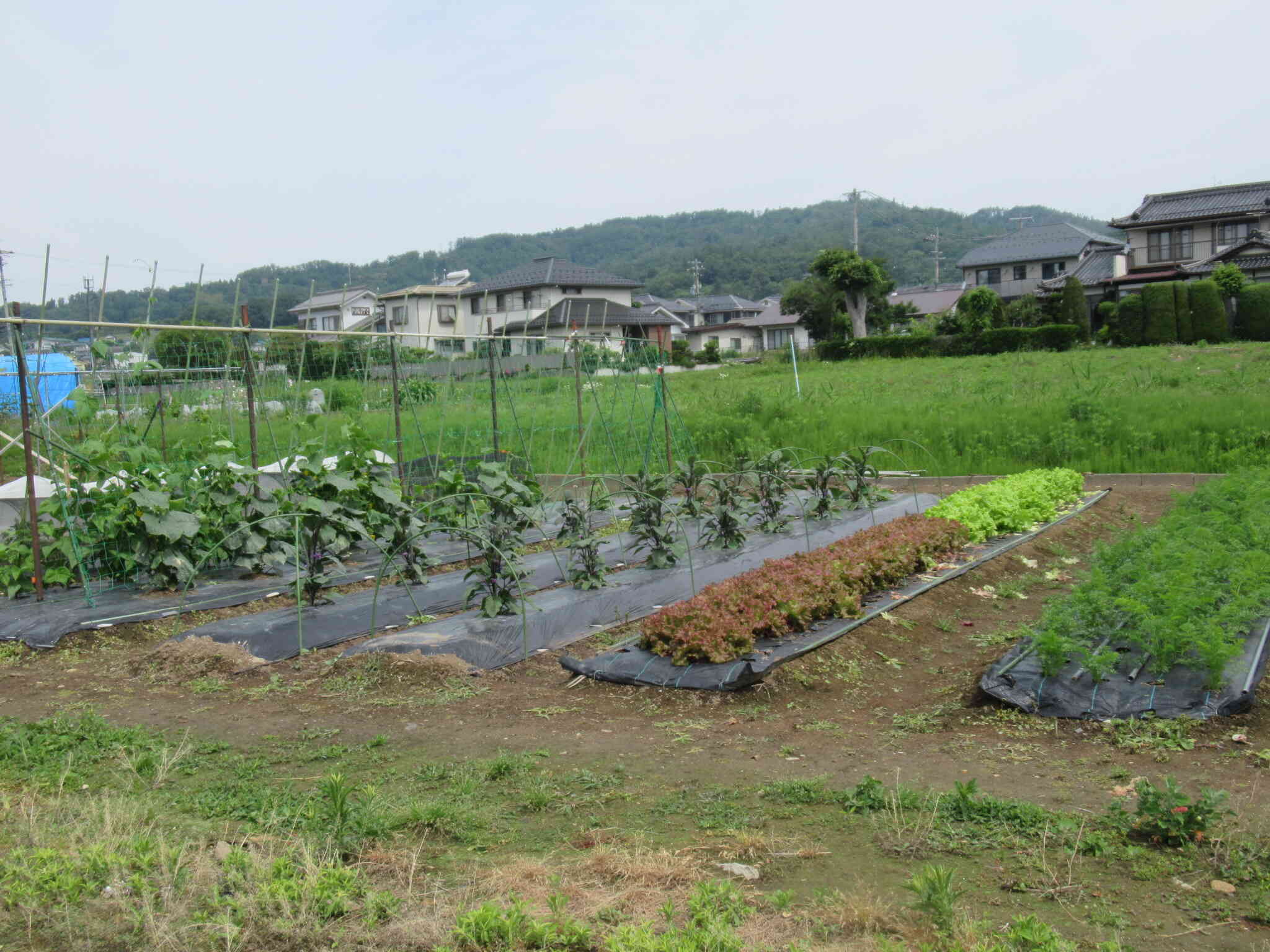 すくすく生長中