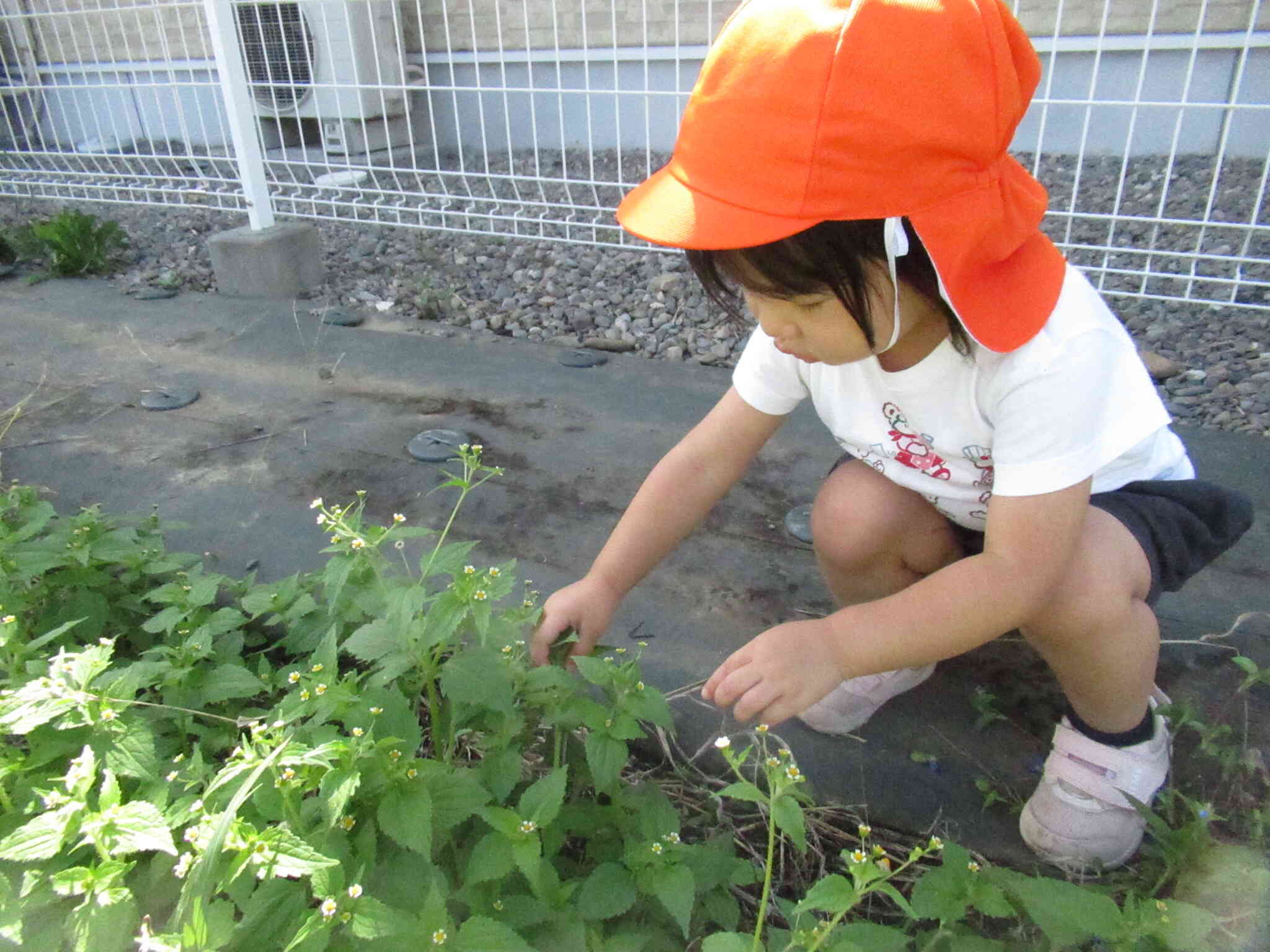 なんのお花かな？？