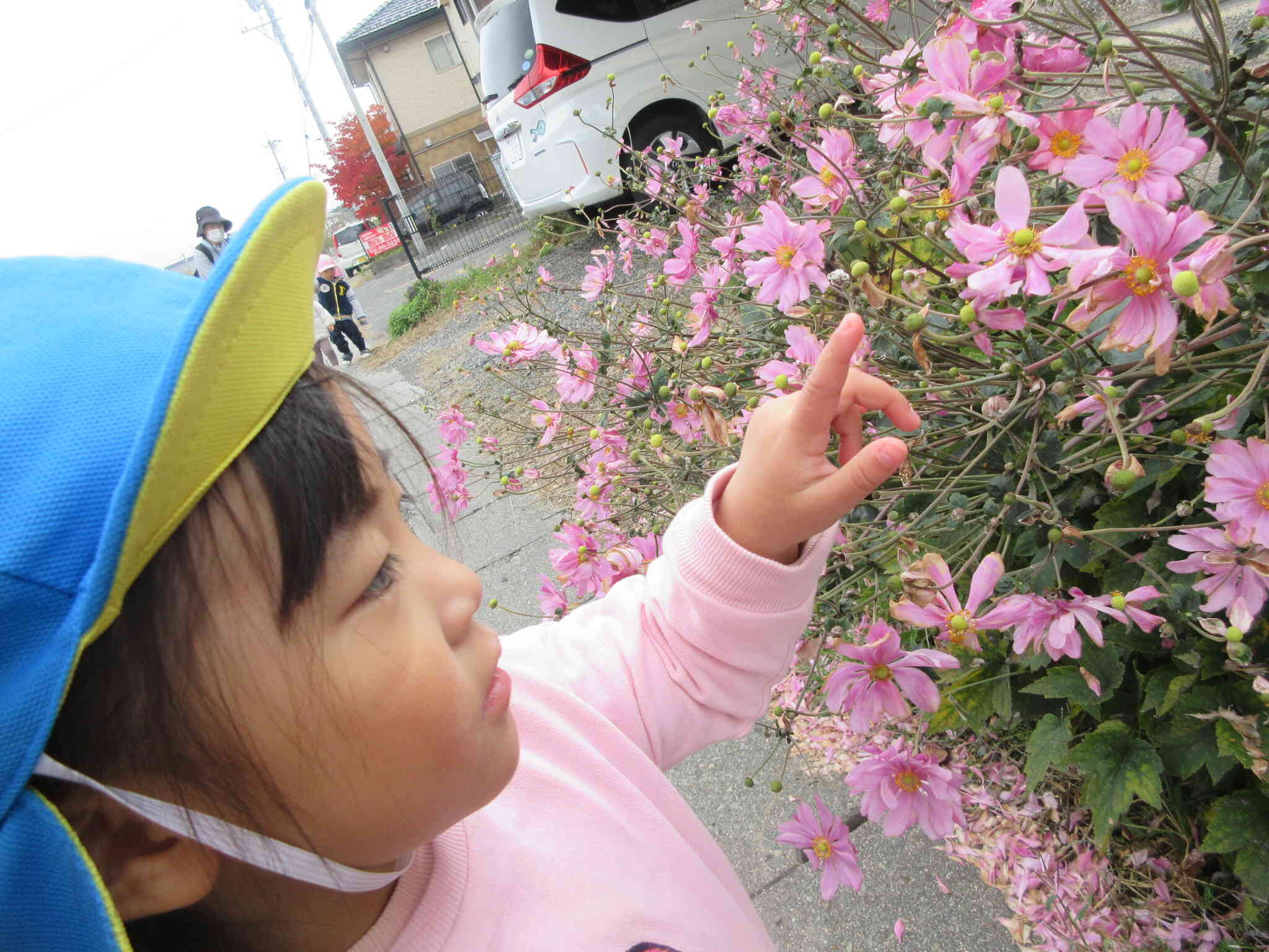 このお花、なんてお花かな？きれいだね。