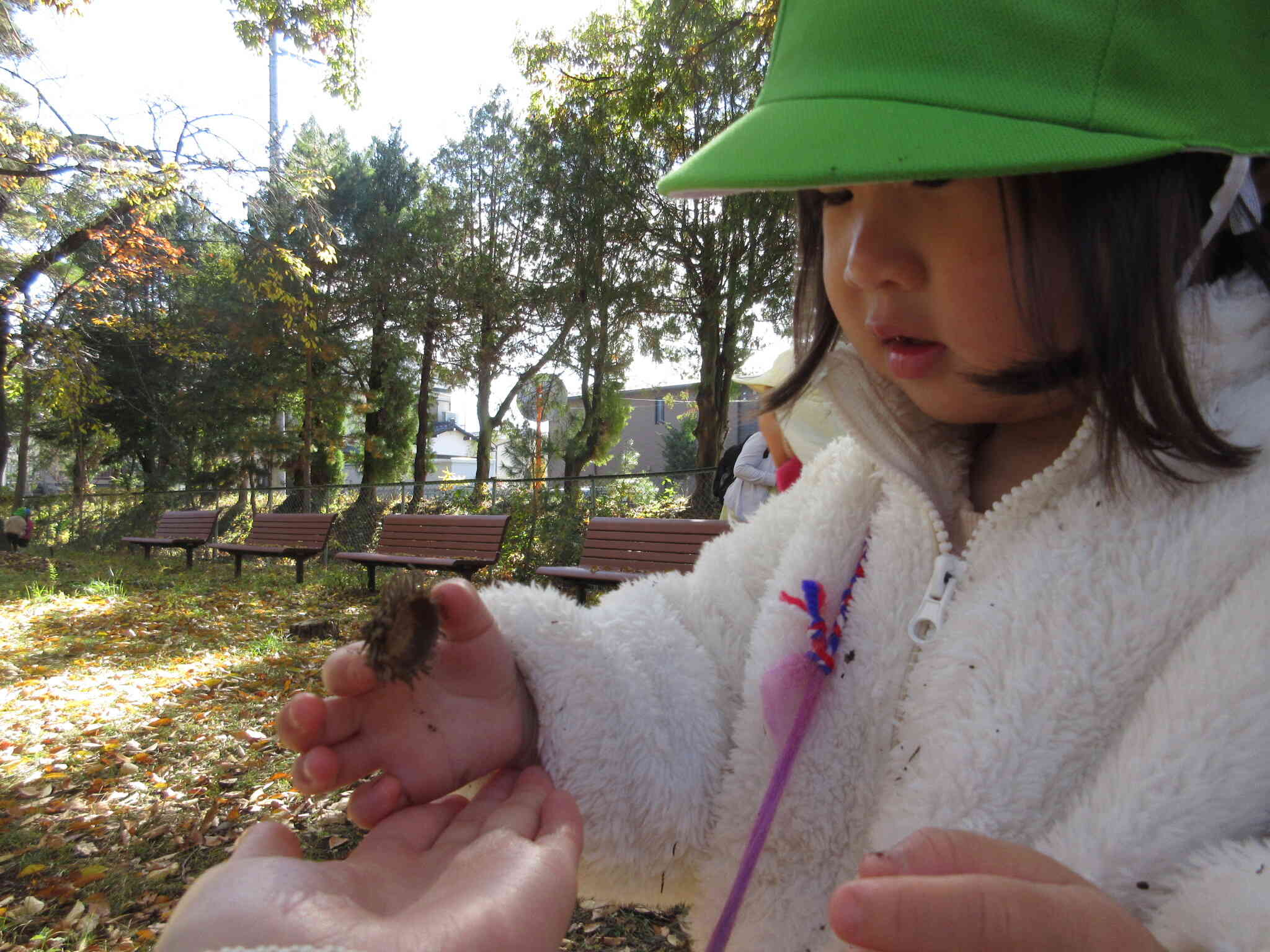 どんぐりさんの帽子もあったよ。