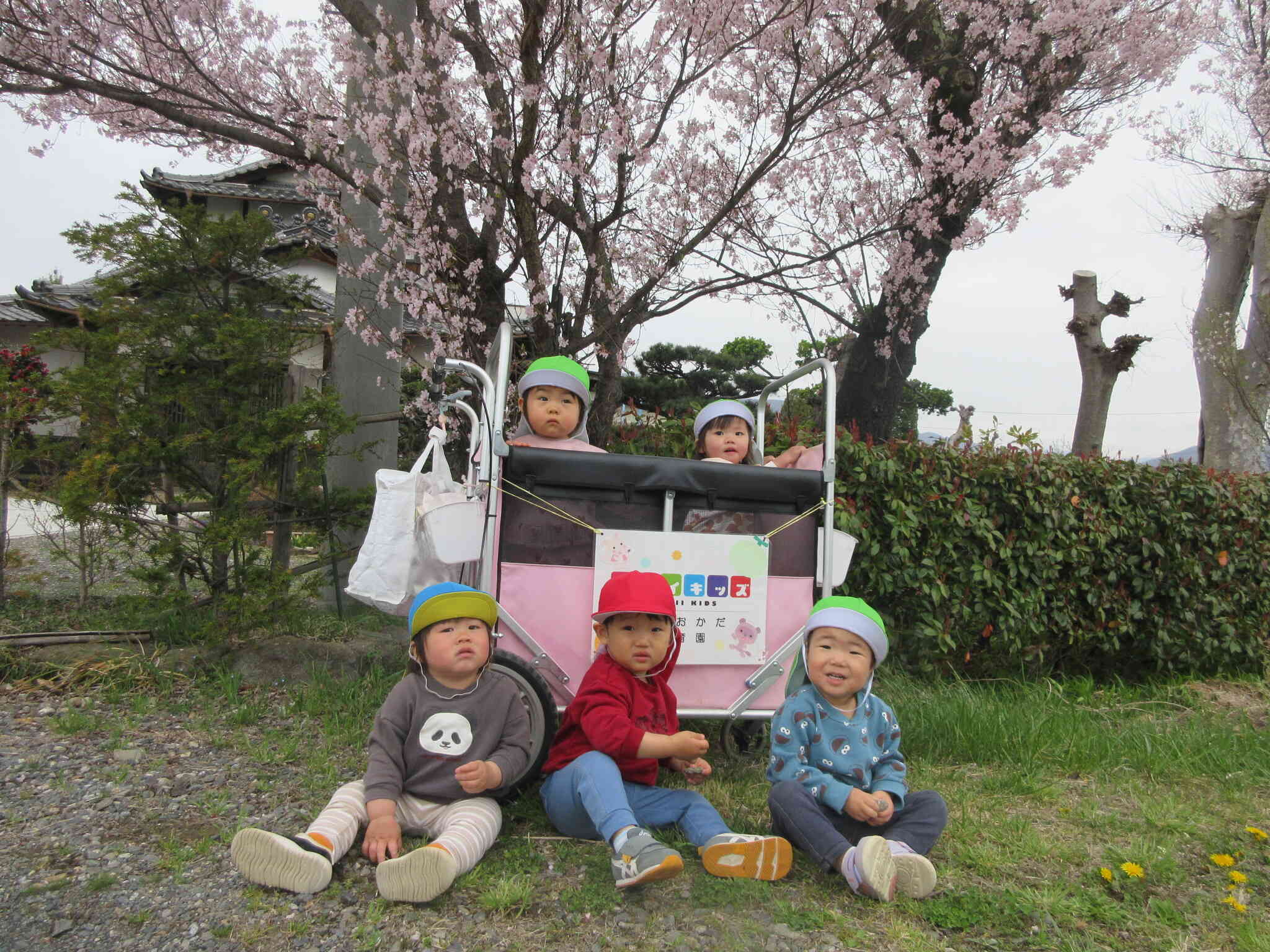 お花見に行ってきたよ!【1歳児 あひる組】