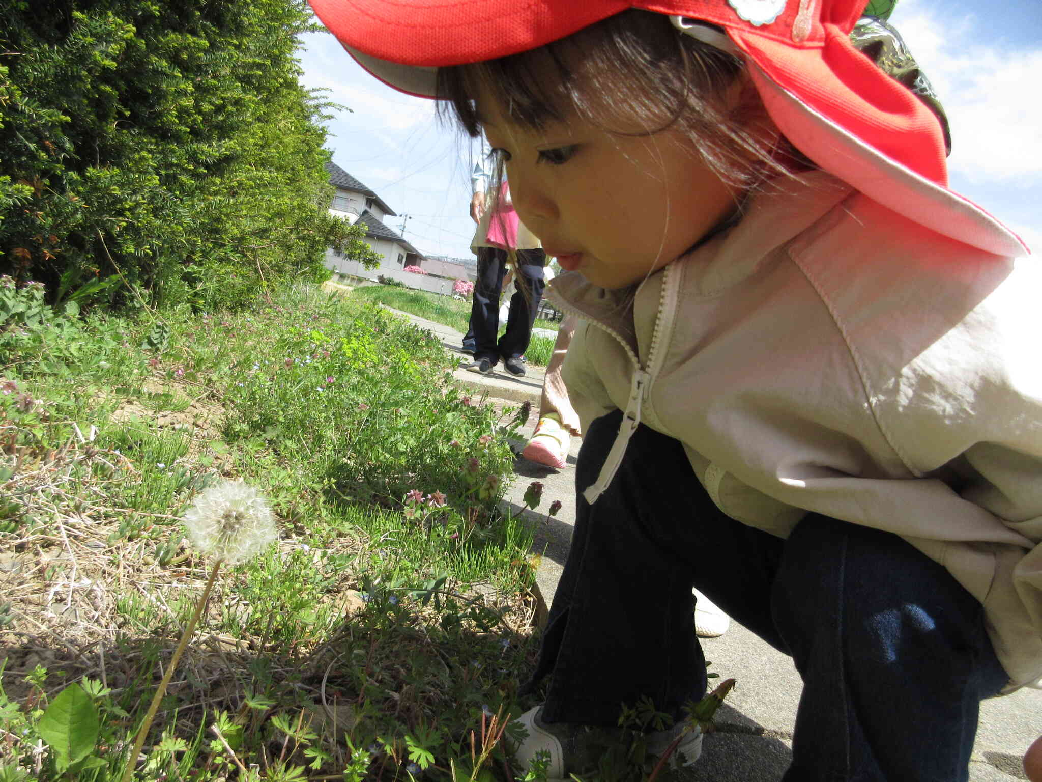 大好きなタンポポ、ふわふわの綿毛になってる！