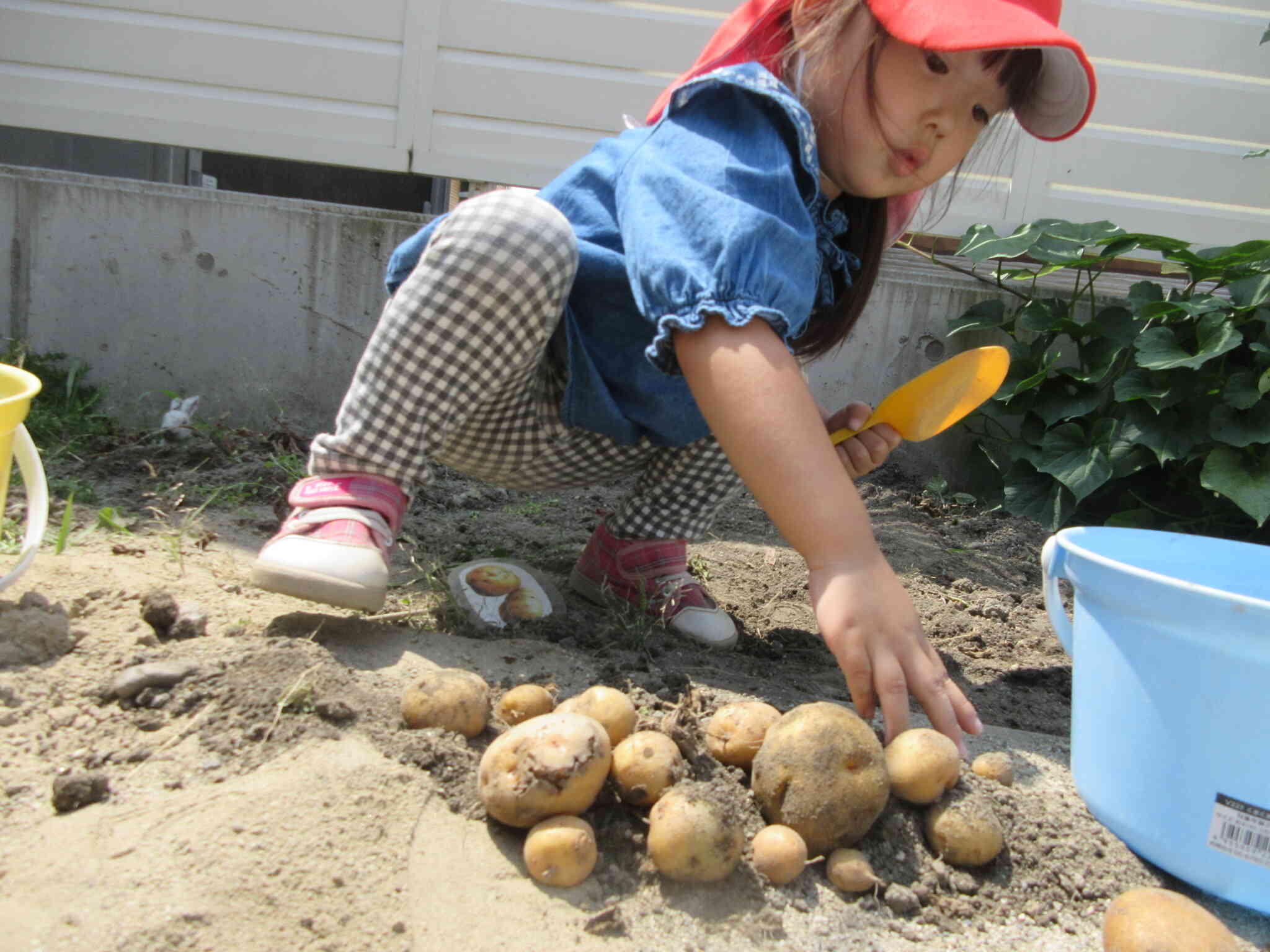 お野菜を収穫したよ！【２歳児 うさぎ組】