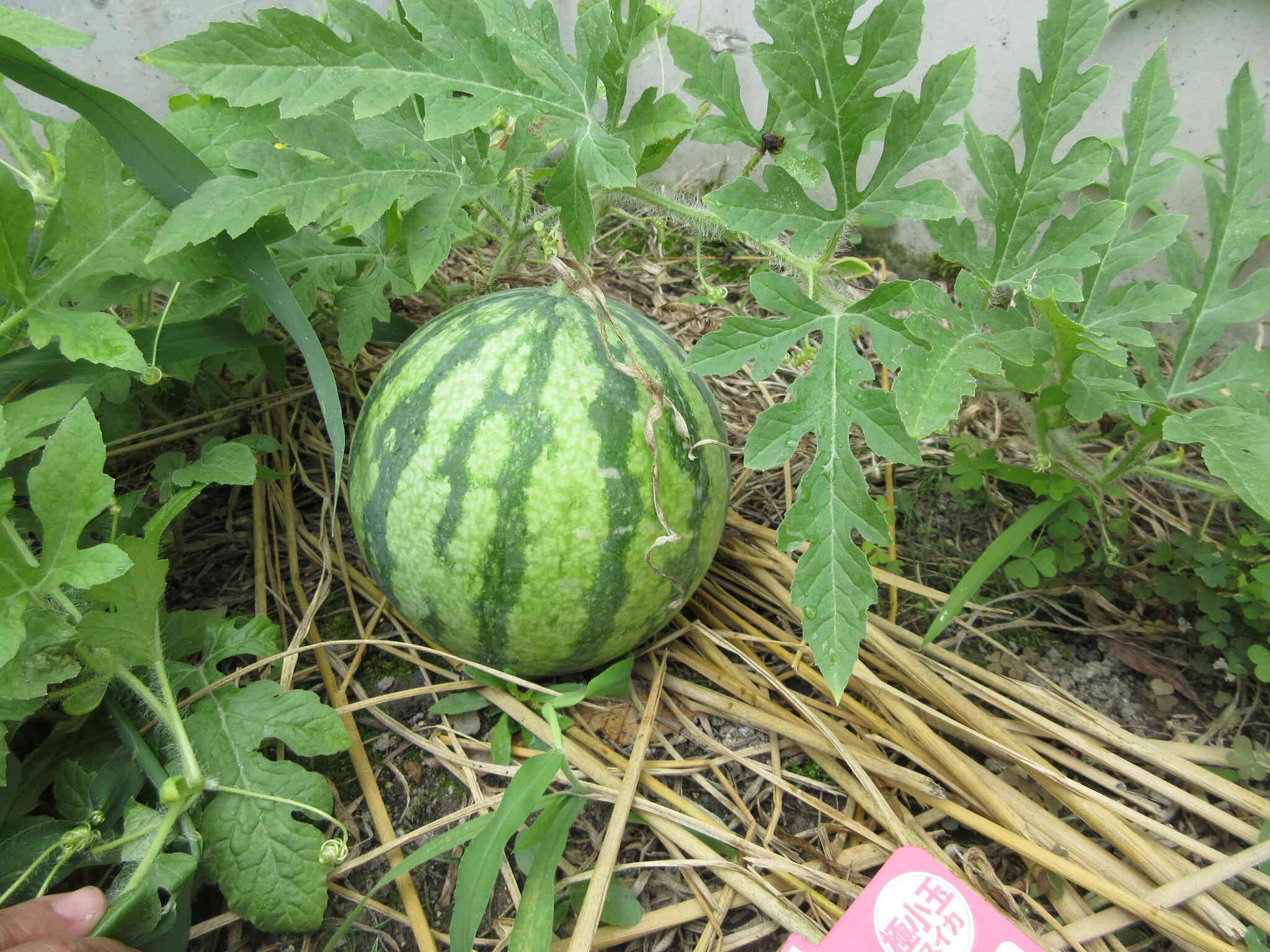 夏のおたのしみ①【小玉すいか】