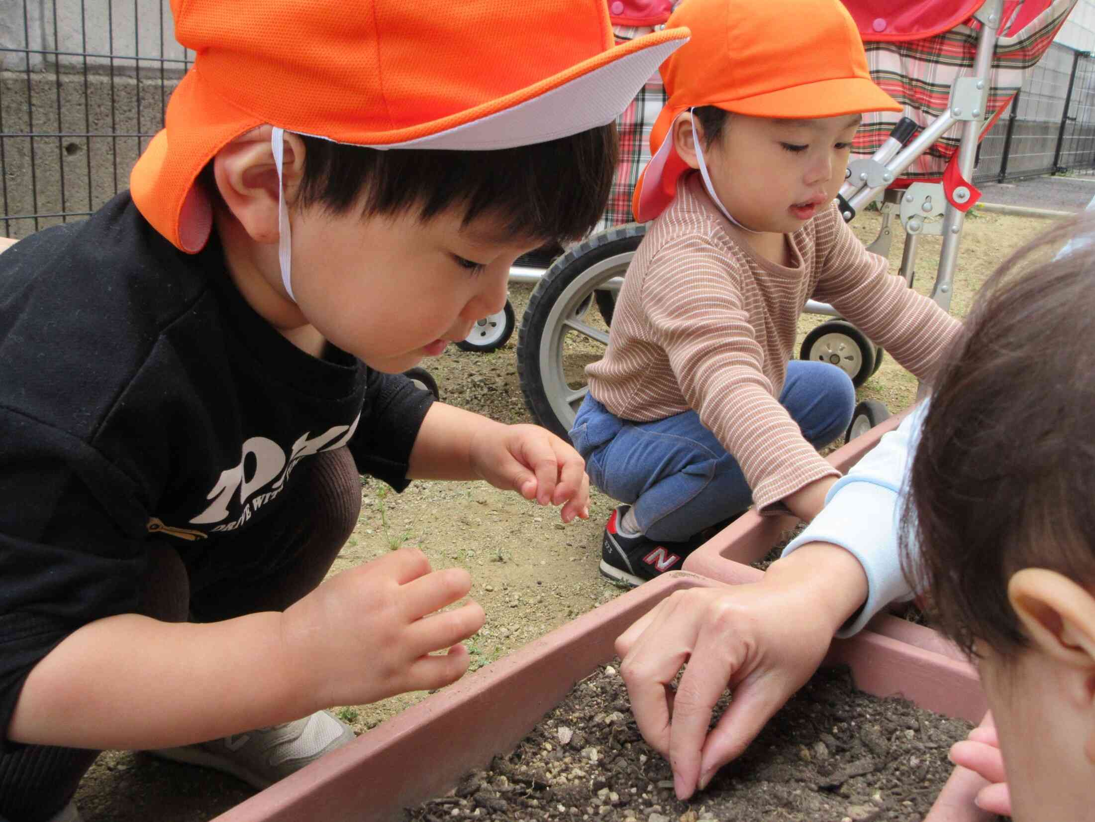 2歳児がひまわりの種を植えています！これからが楽しみだね♪