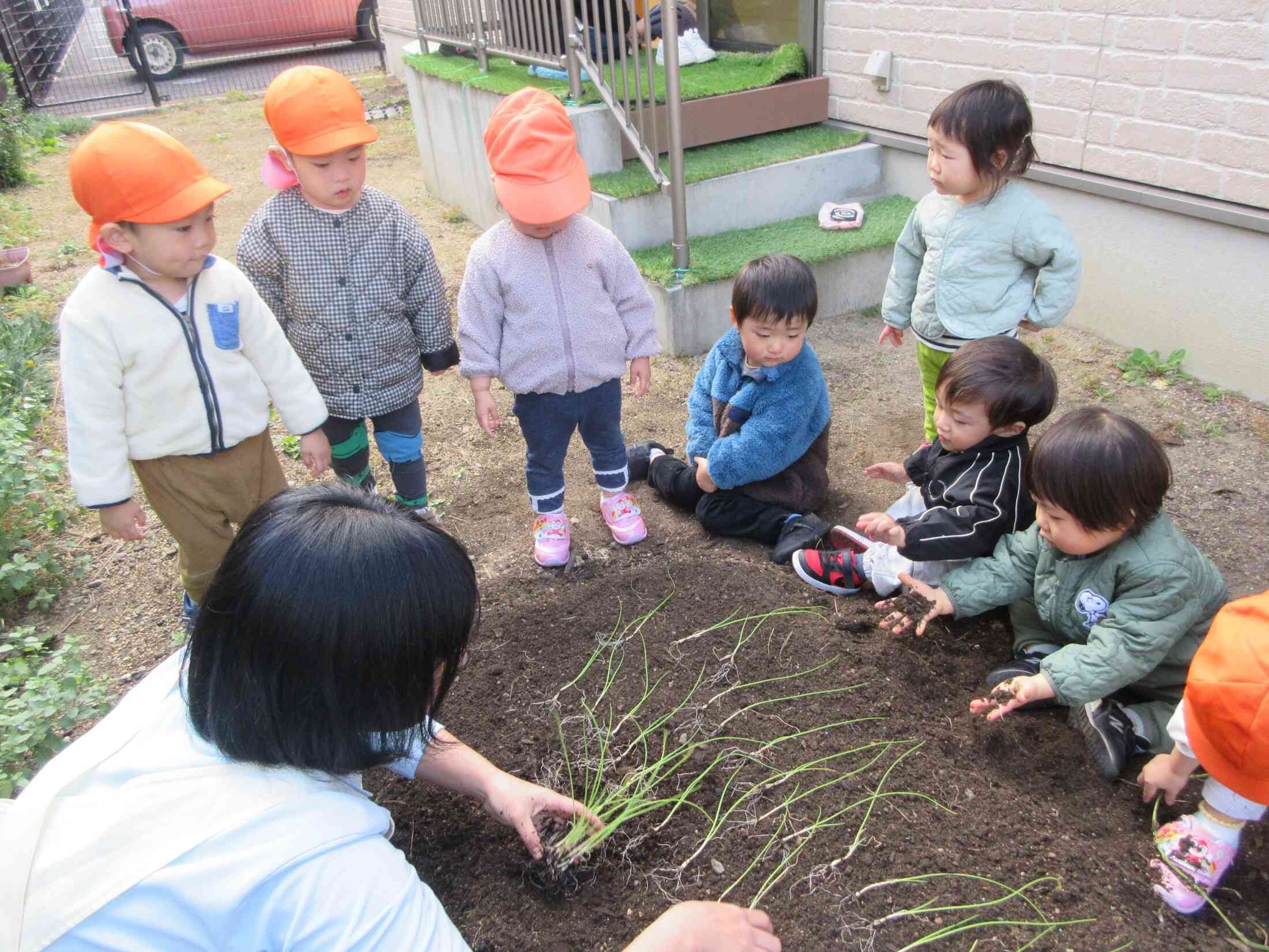 玉ねぎの苗を植えたよ♪