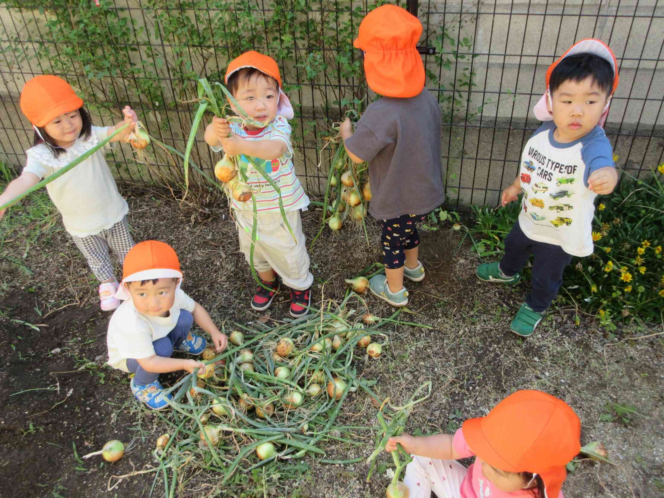 玉ねぎ、い～っぱい！２歳児(うさぎ組)