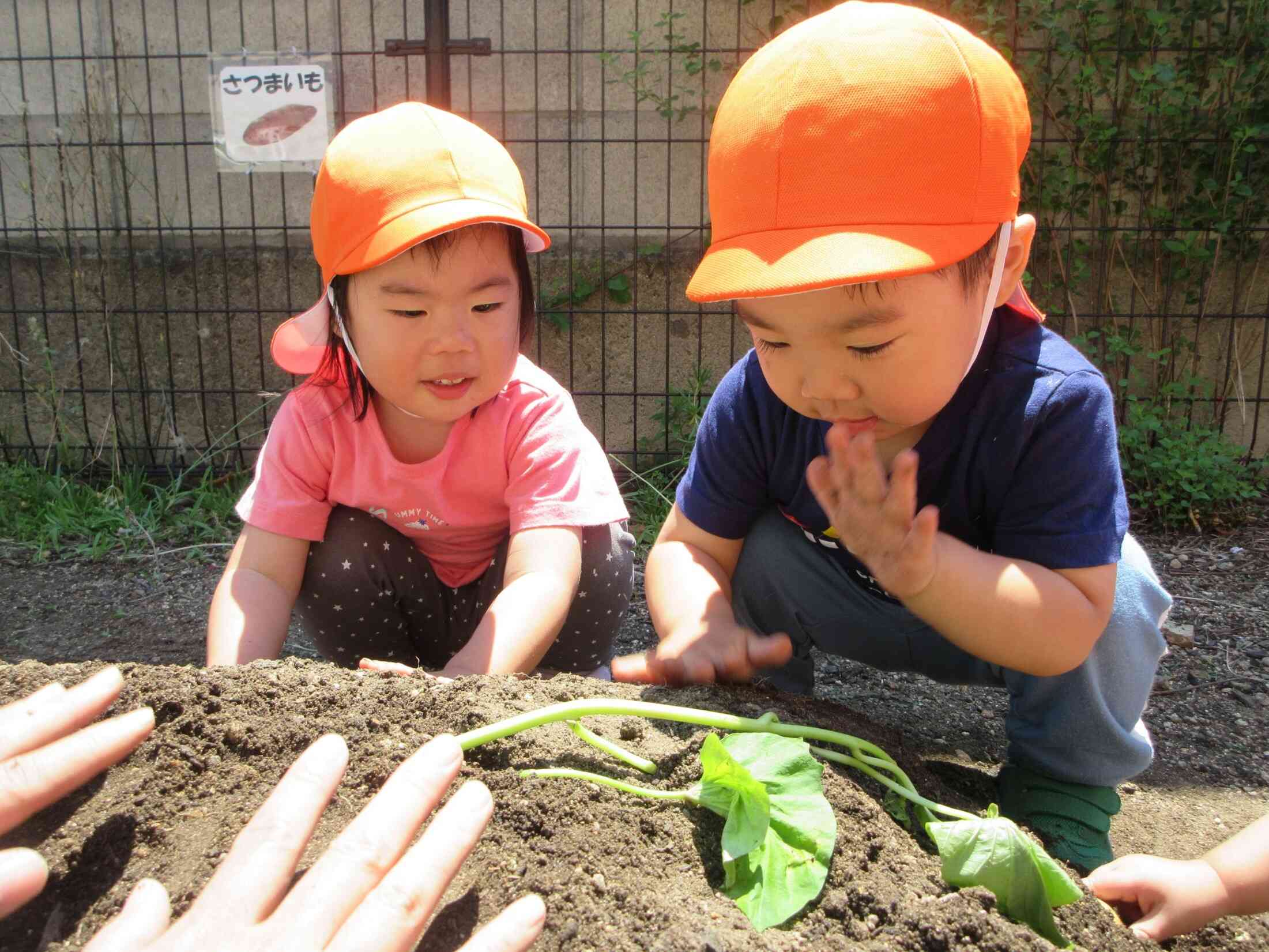 さつまいも 大きくな~れ♡(2歳児)