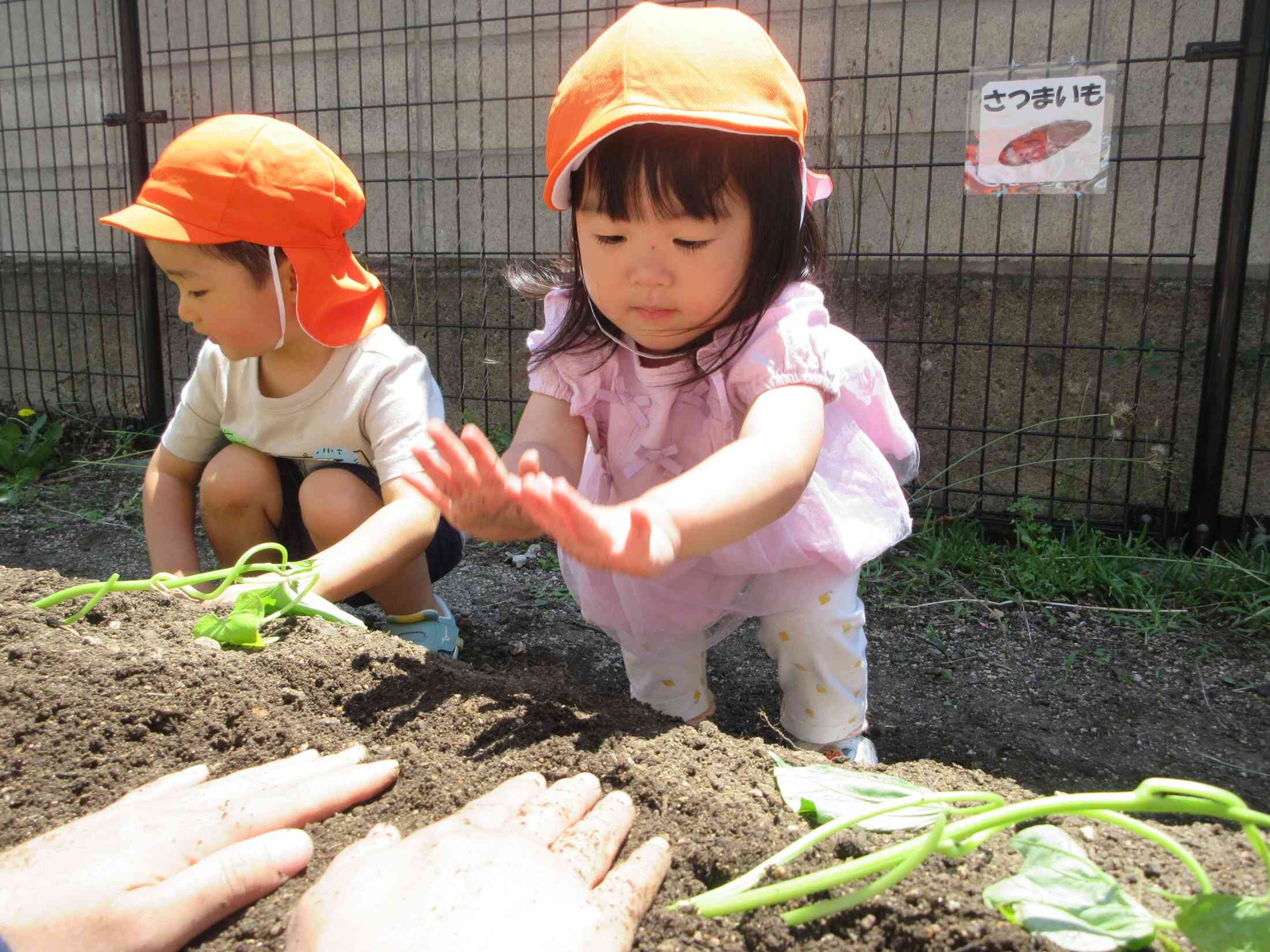 さつまいもの苗を植えたよ！（うさぎぐみ）～2歳児～
