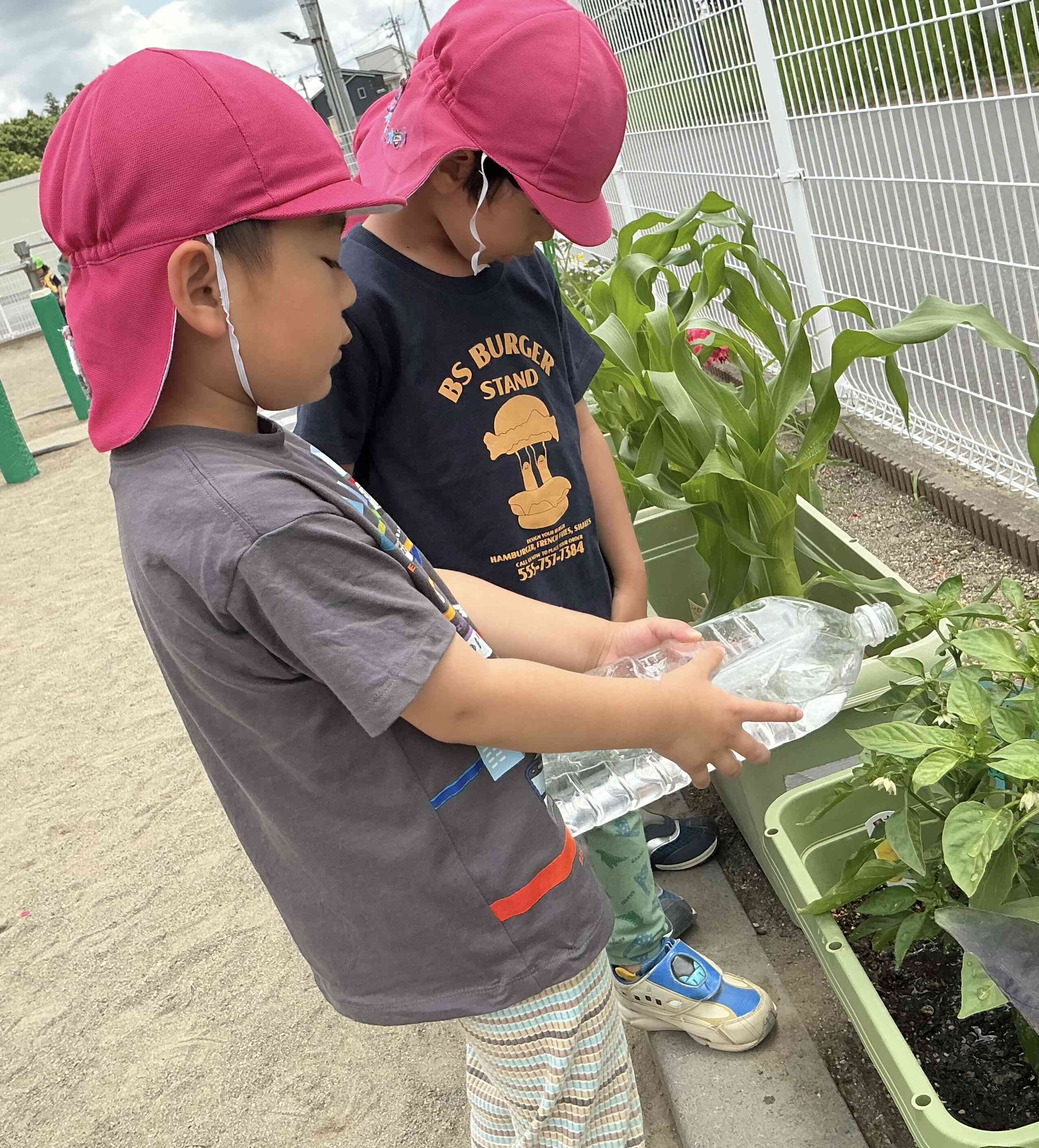STEAM教育「野菜の観察」4歳児クラス