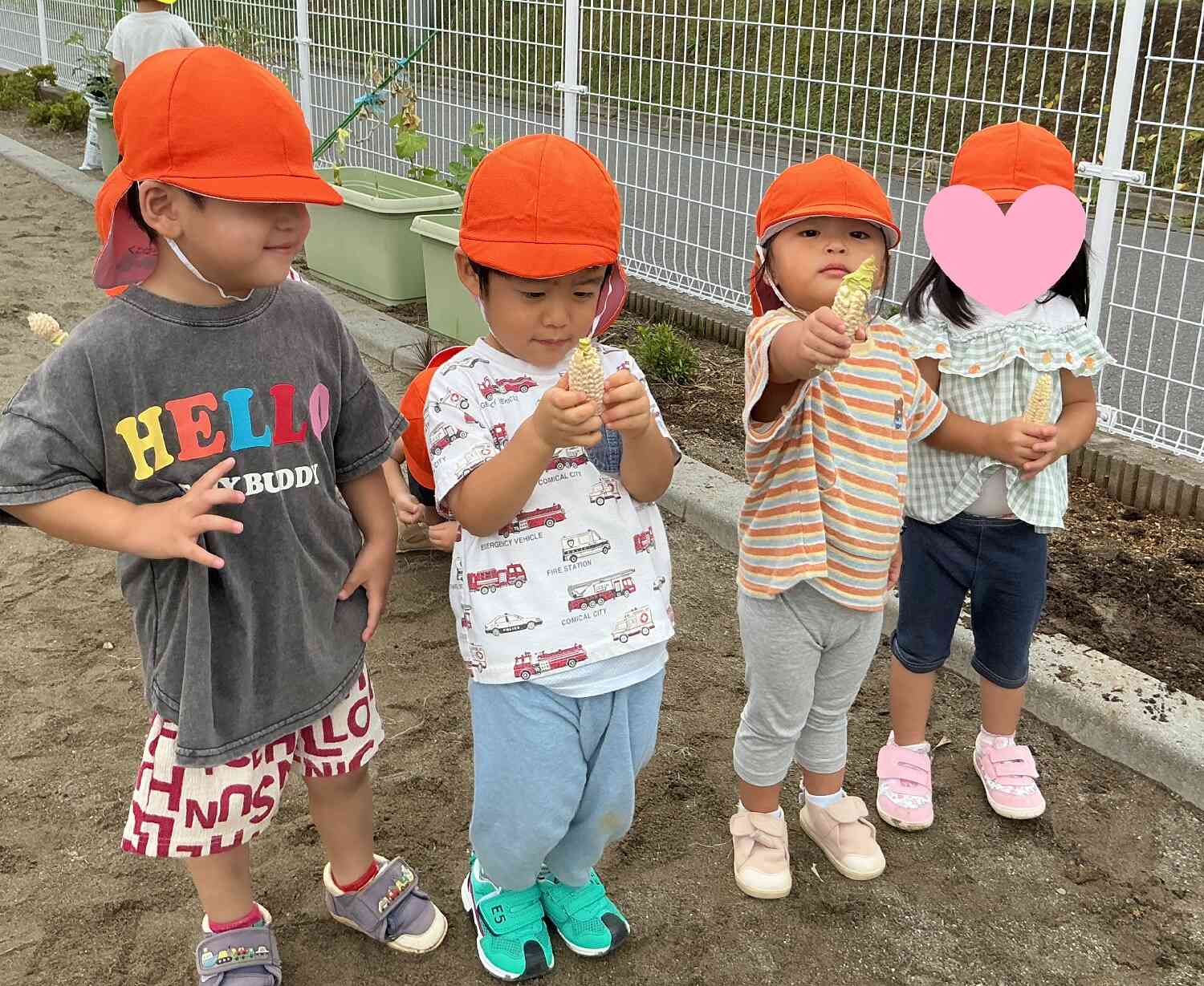 夏野菜収穫・・・?うさぎ組(2歳児)