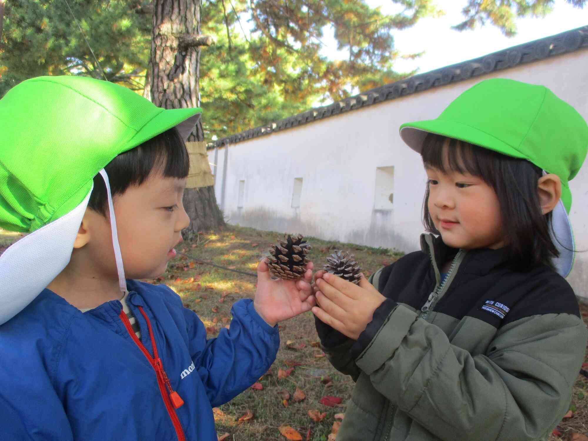 まつぼっくり発見‼︎