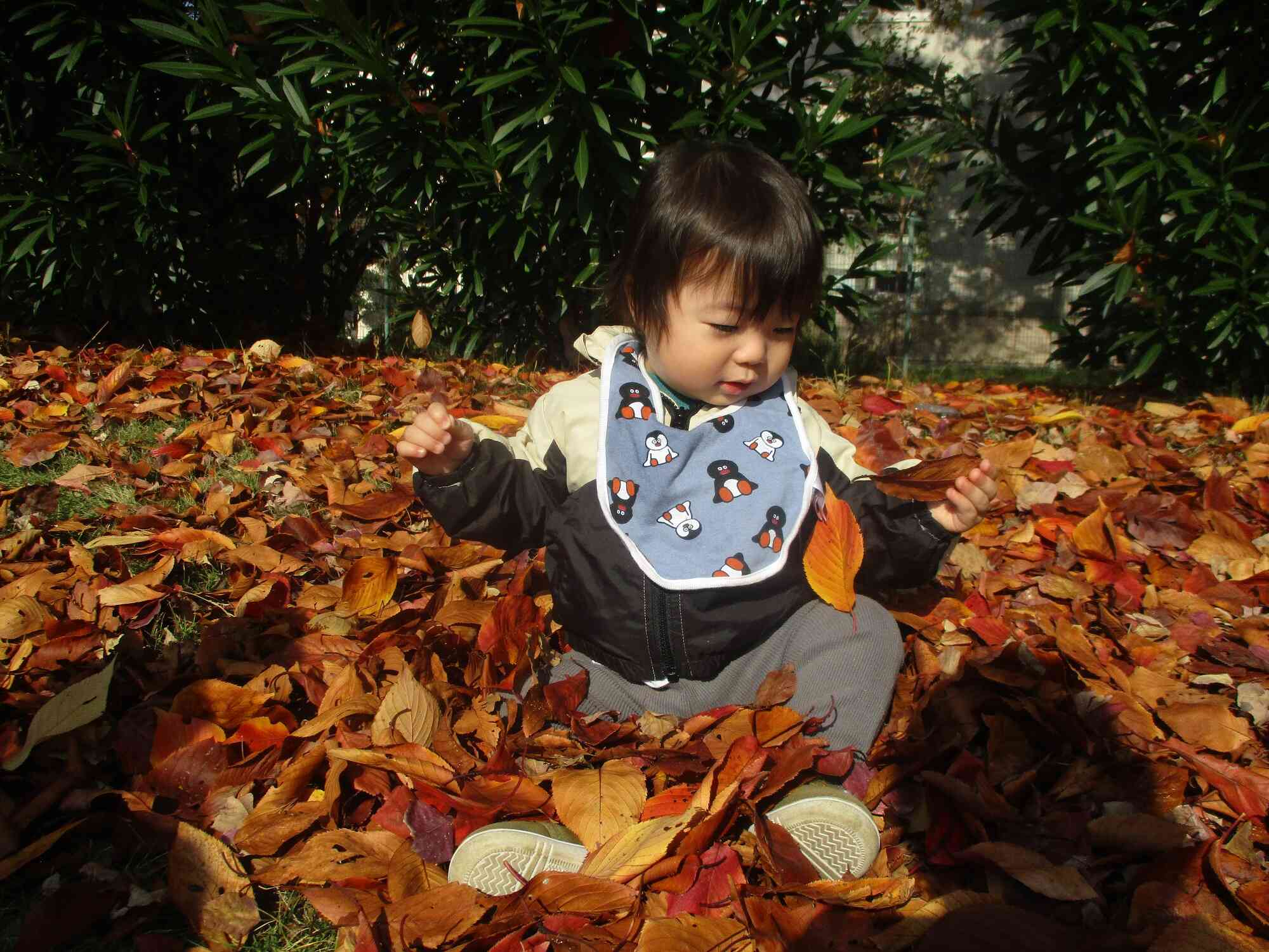 どの落ち葉にしようかな〜？