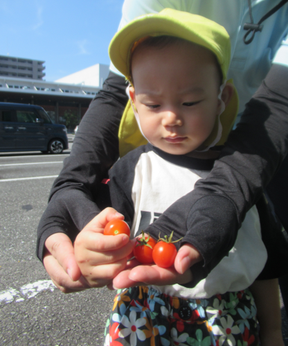 トマトを収穫したよ！