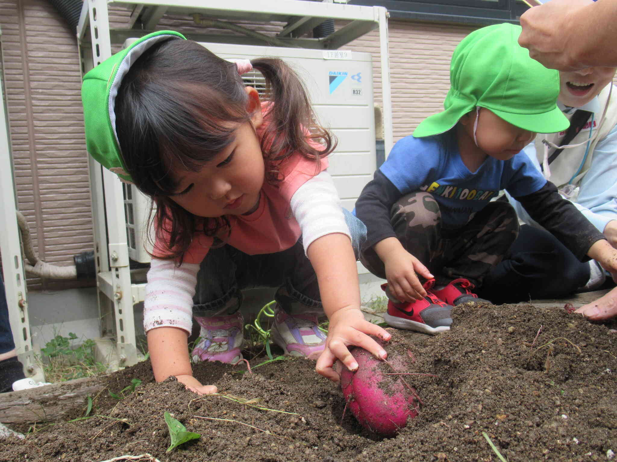 「あ！おおきいおいもがでてきた！」