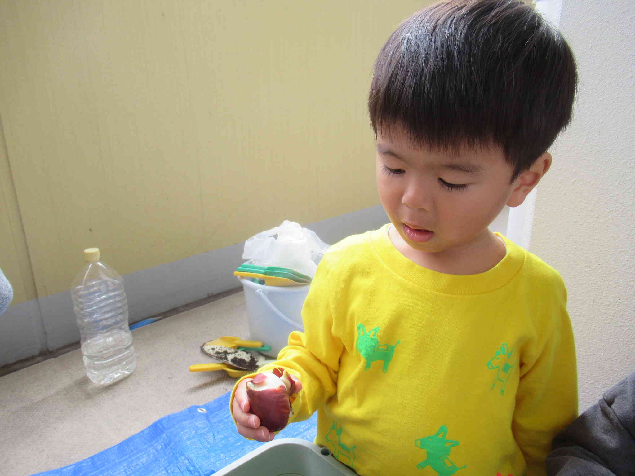 チューリップを植えました～うさぎ組～