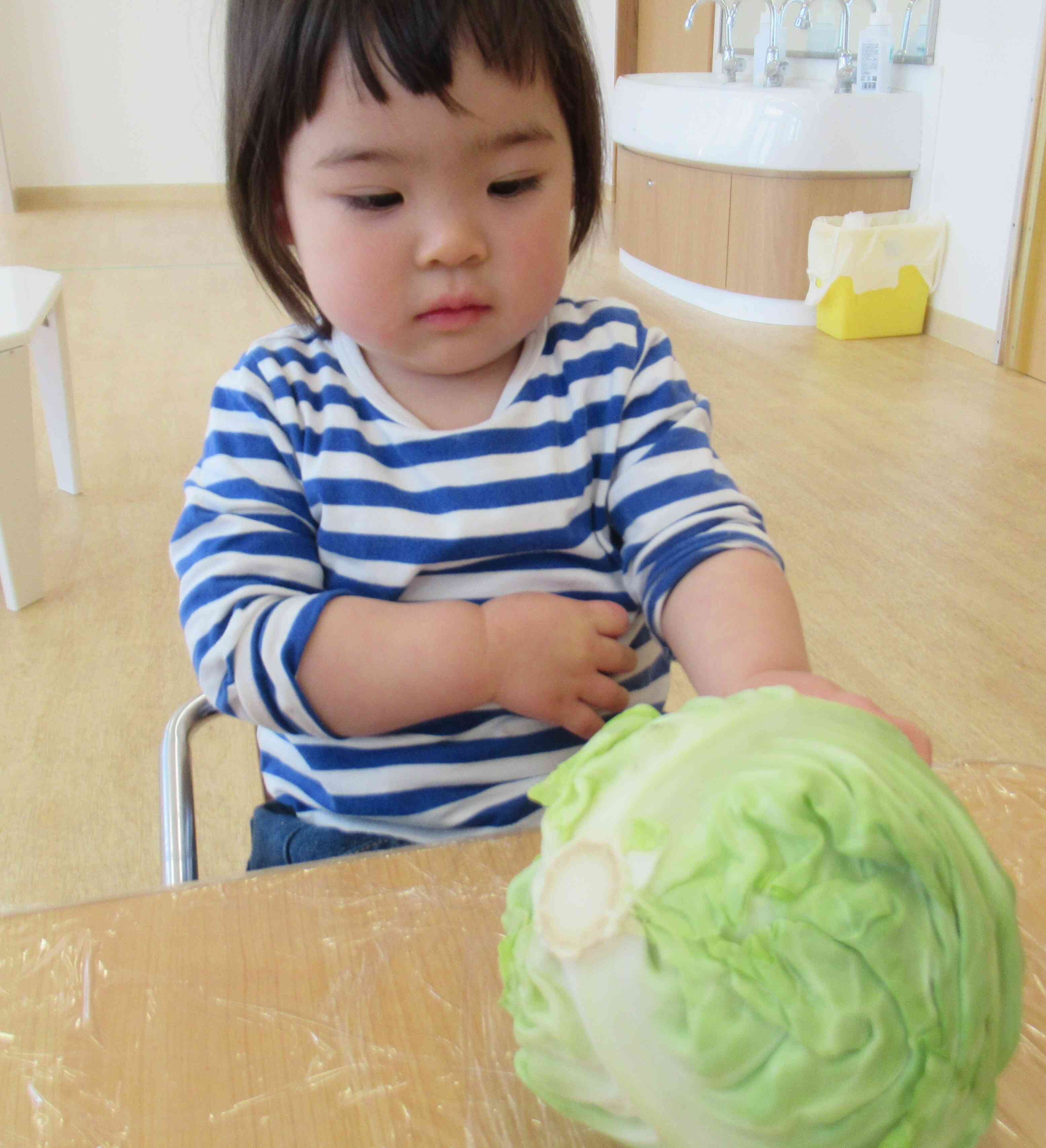 春キャベツに触ろう！