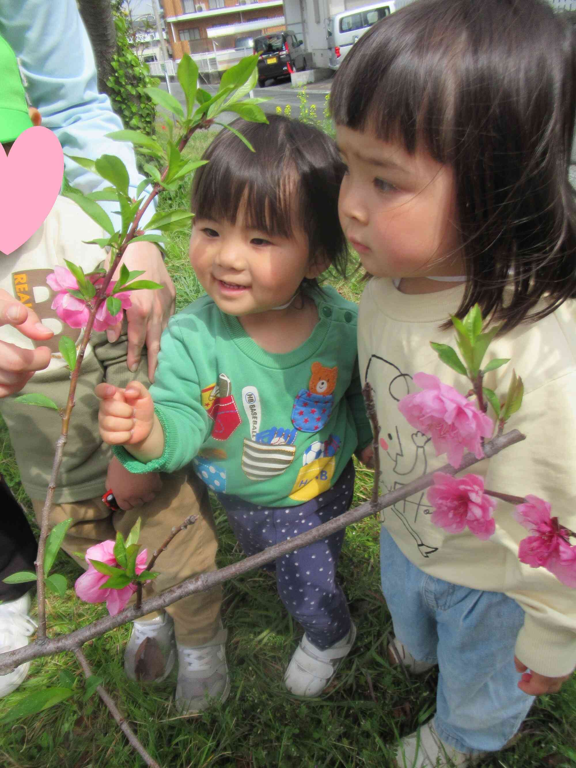 きれいなお花だね！