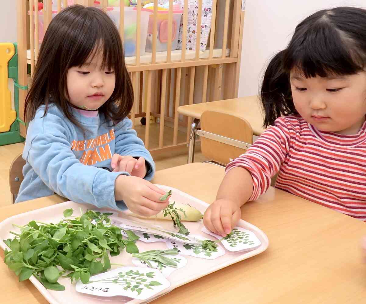 ⭐︎食育・七草を触ってみました⭐︎