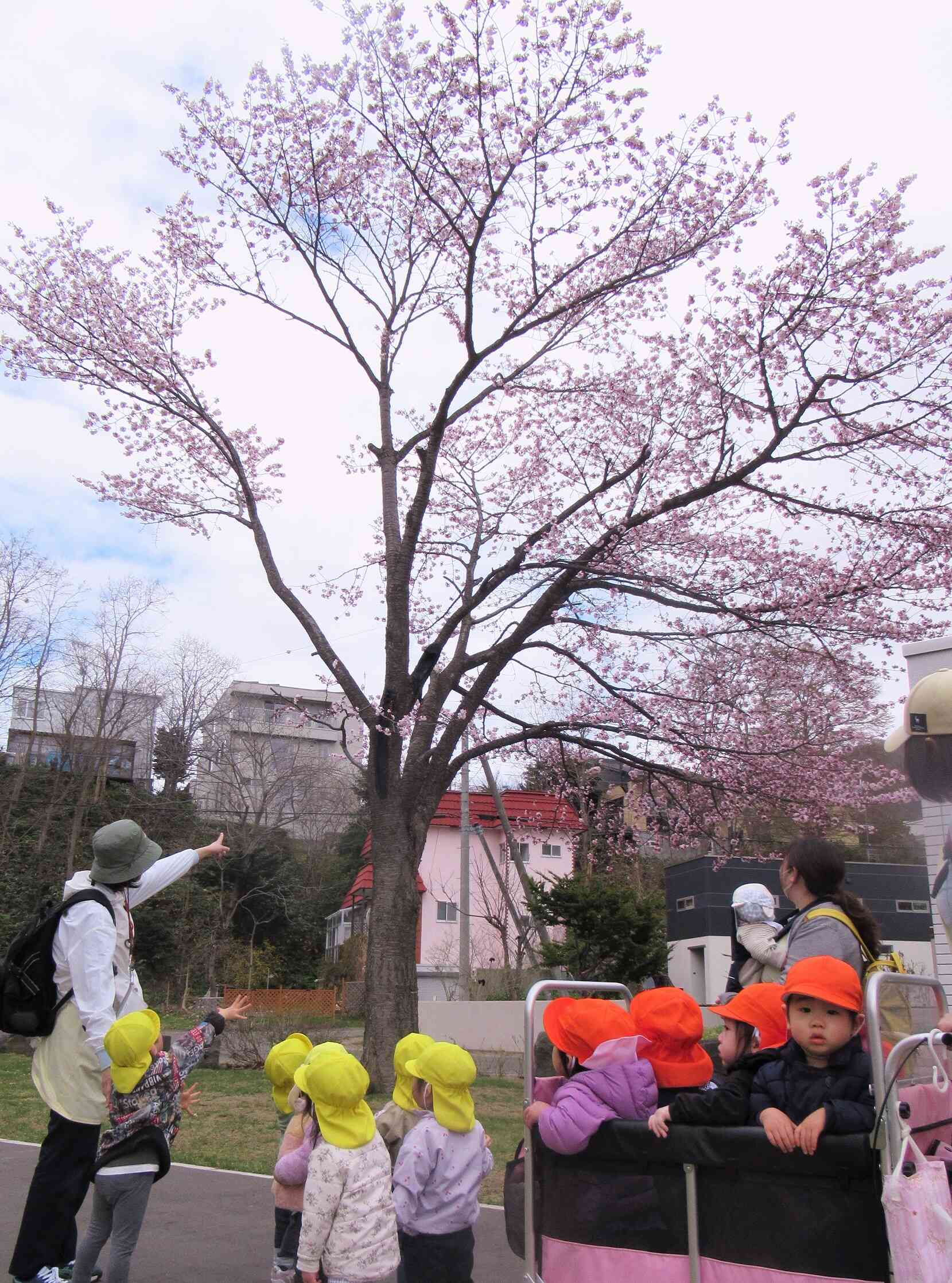 札幌にも春が来ました
