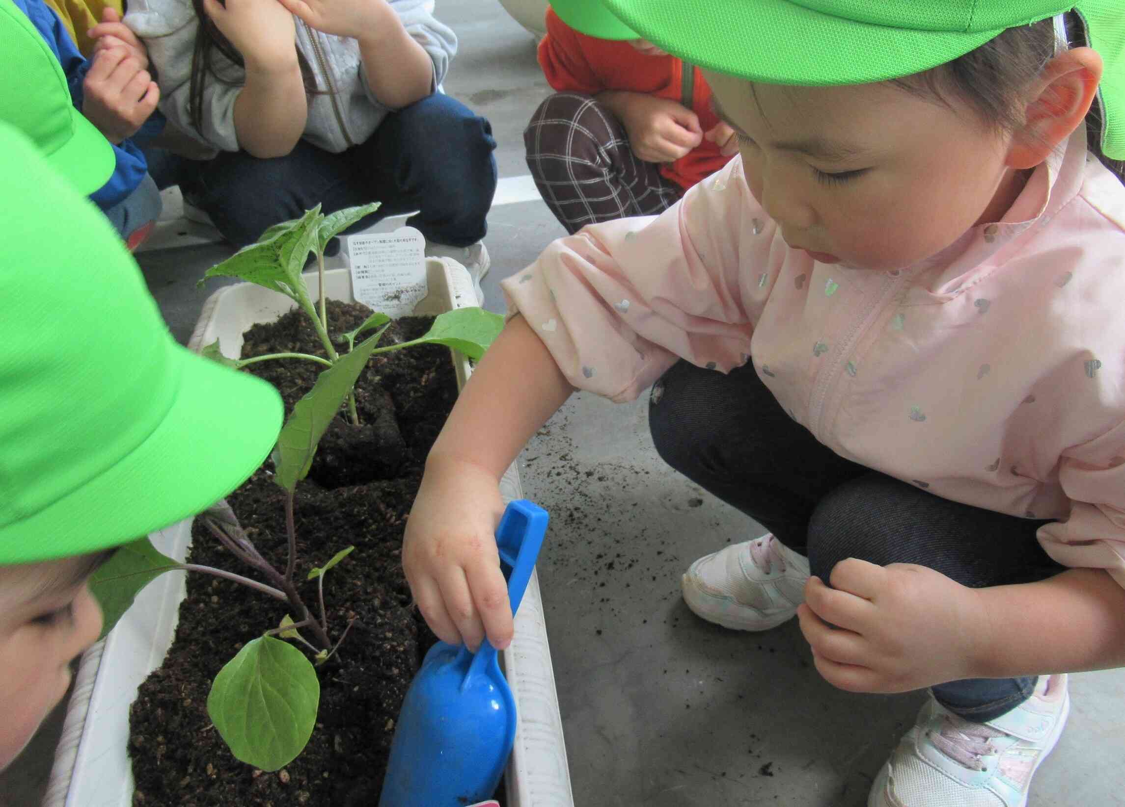 苗を植えました