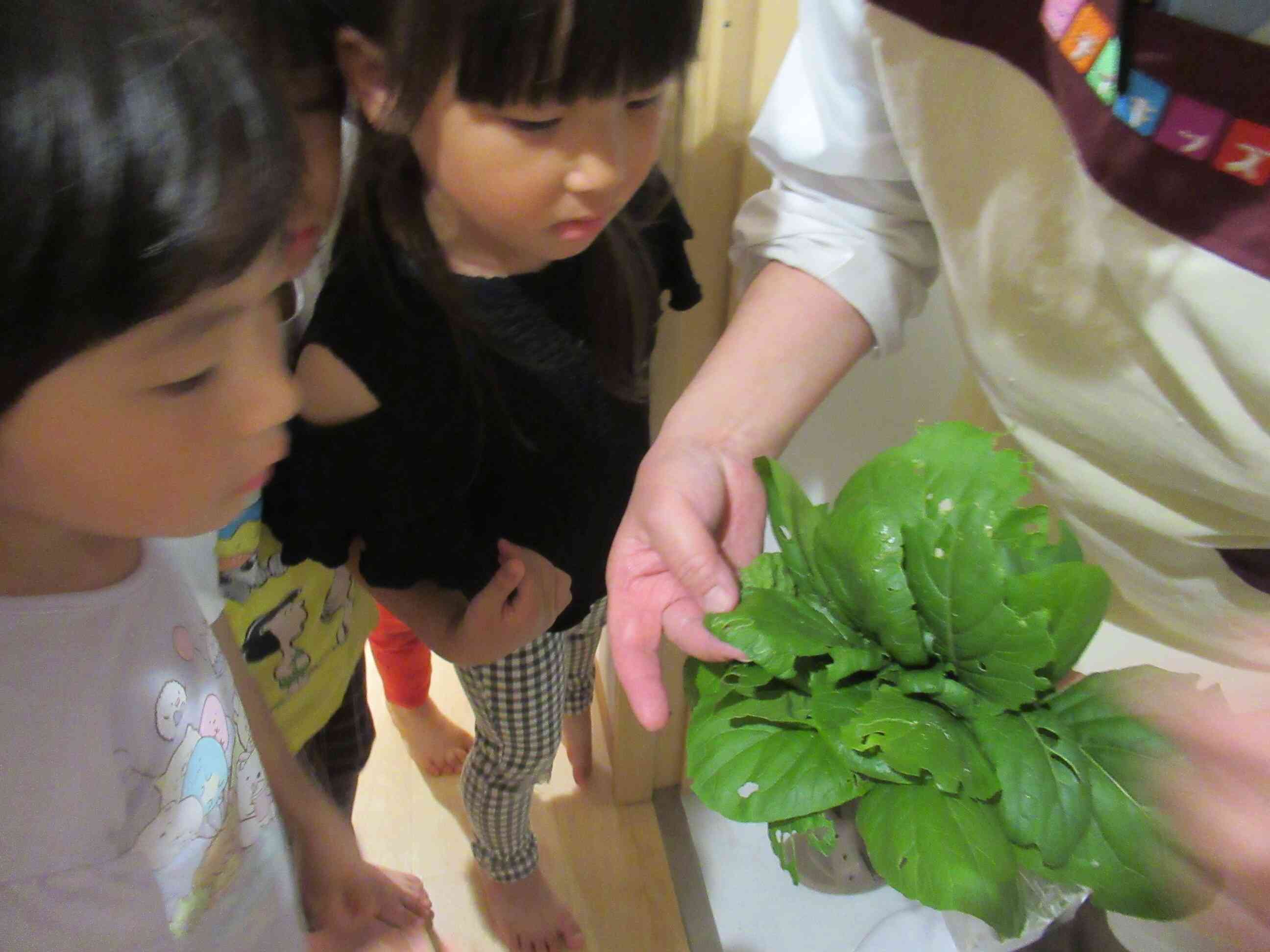 虫が通った道があるね～