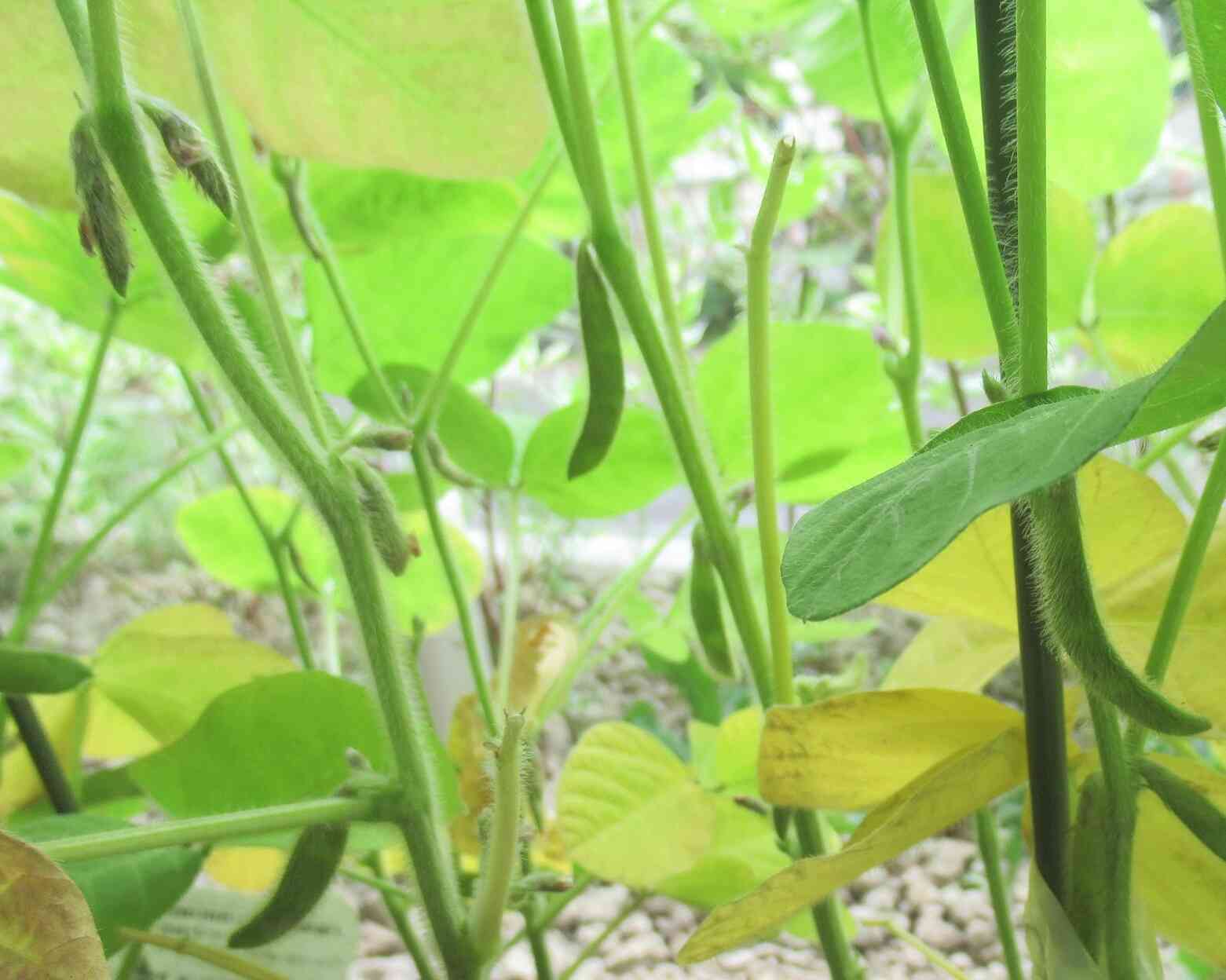 ぐんぐん育っています