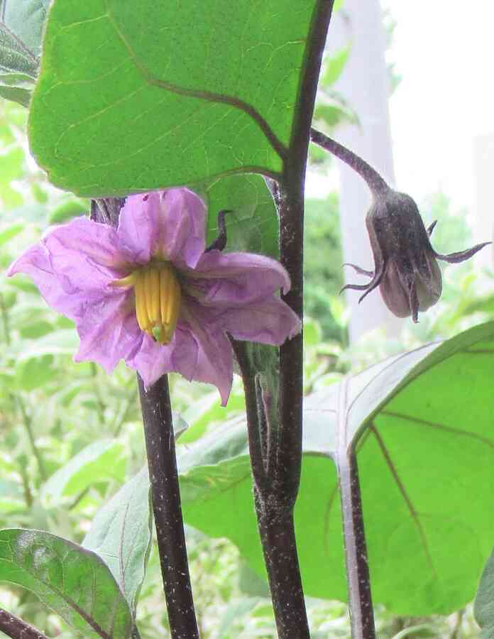 きれいな色の花とかわいい実ができています
