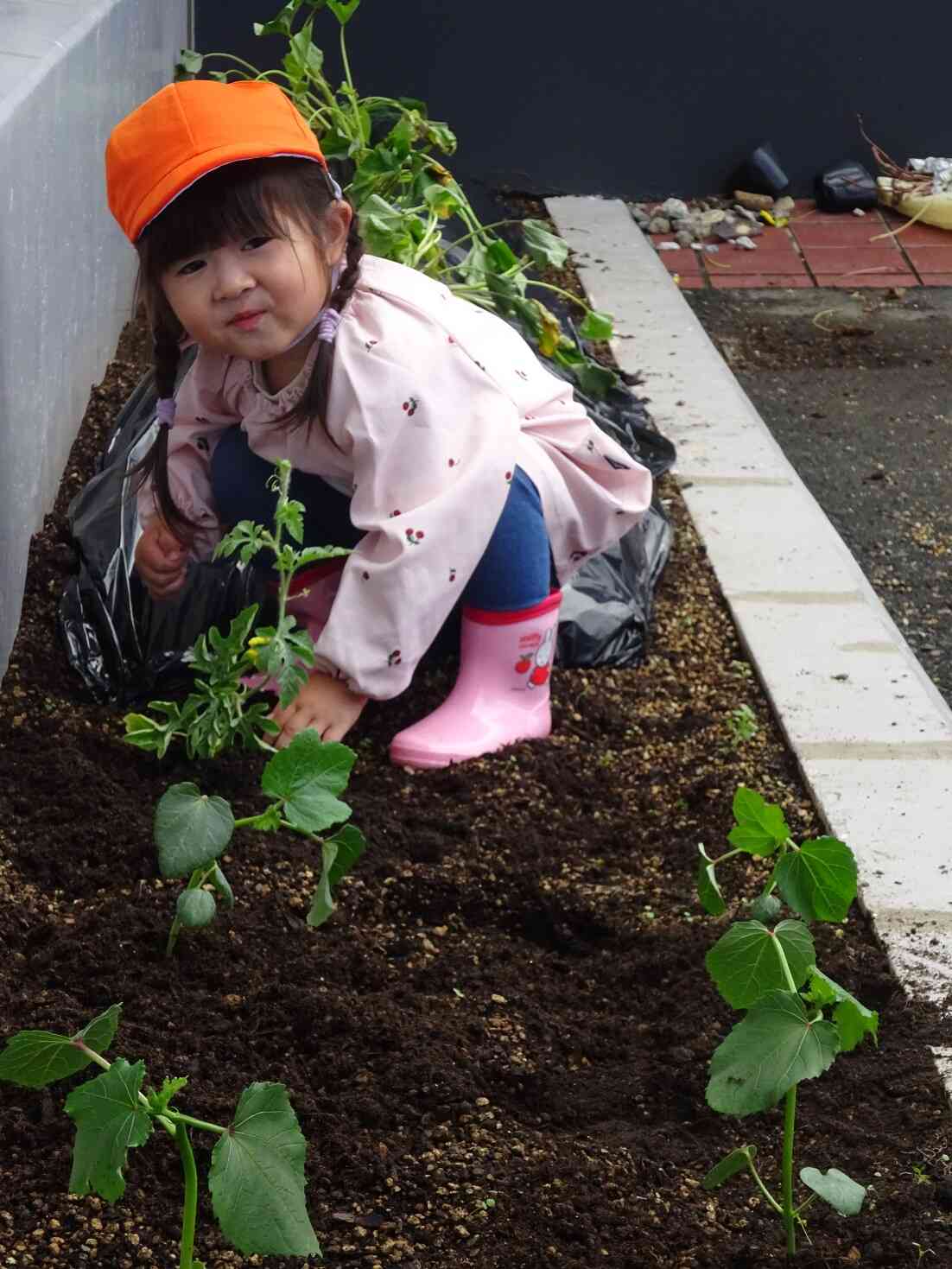 オクラの苗植え♬