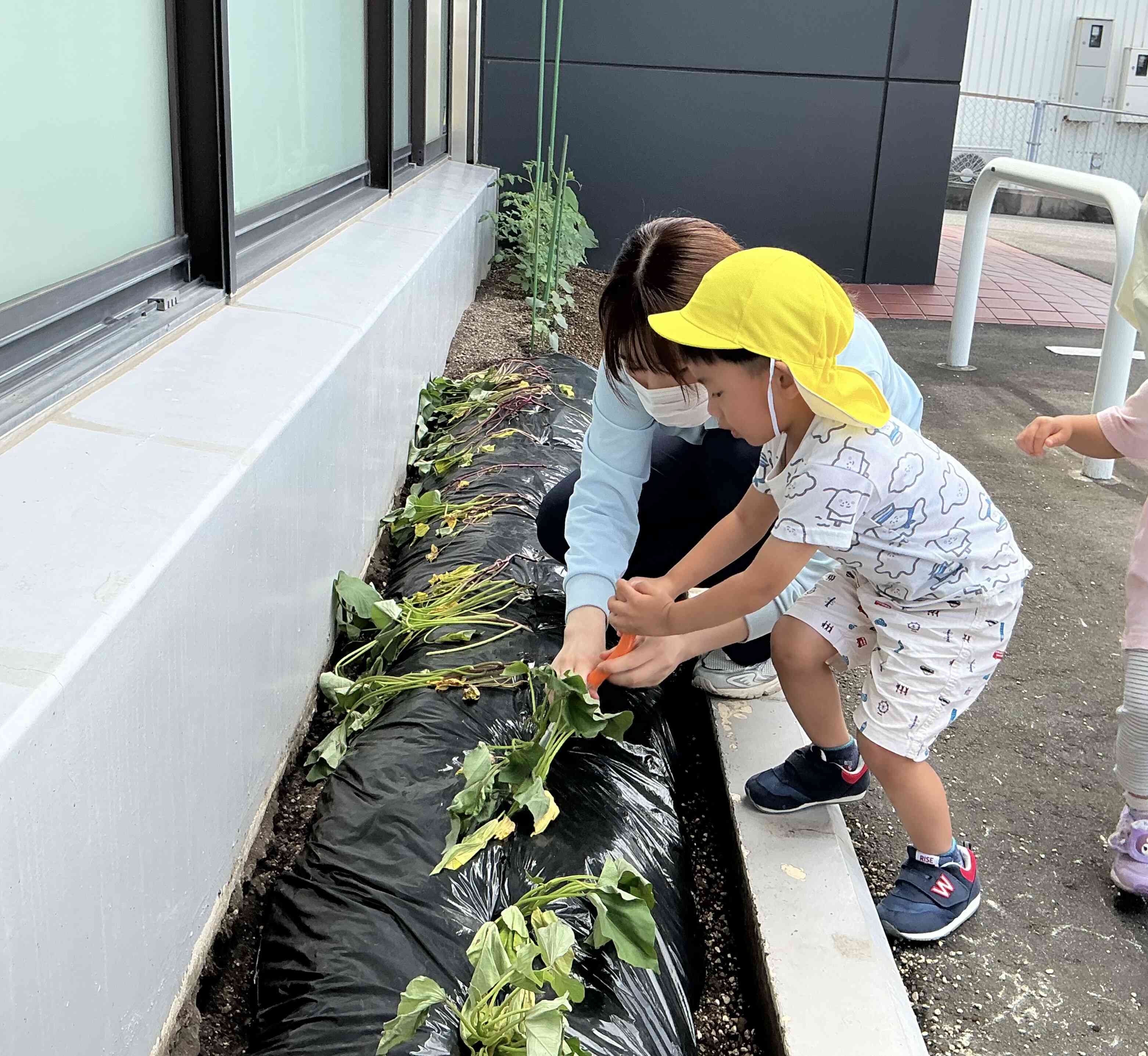 苗植えに挑戦！