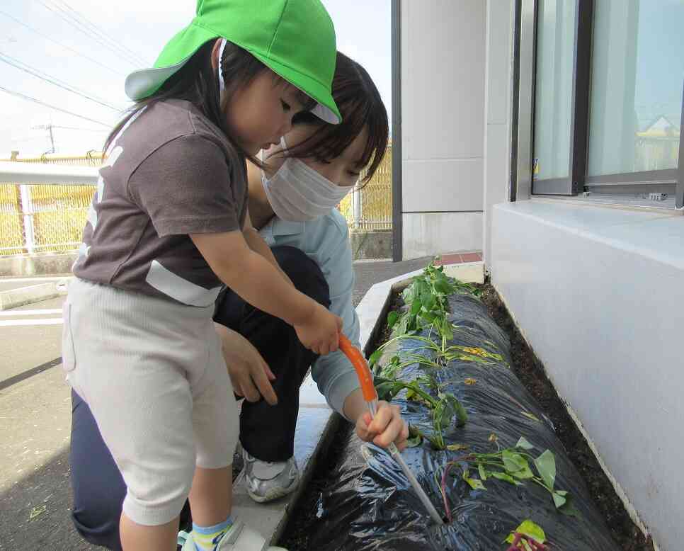 芋植え♬(あひる組・ひよこ組)