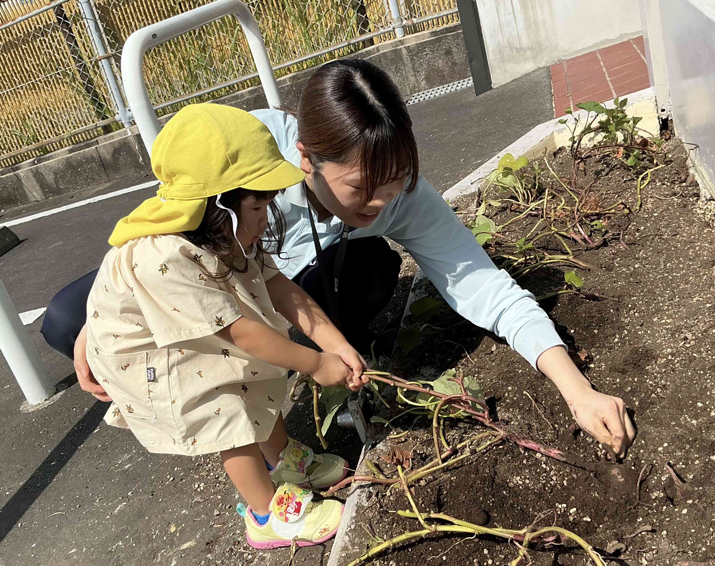 お芋掘り♫①