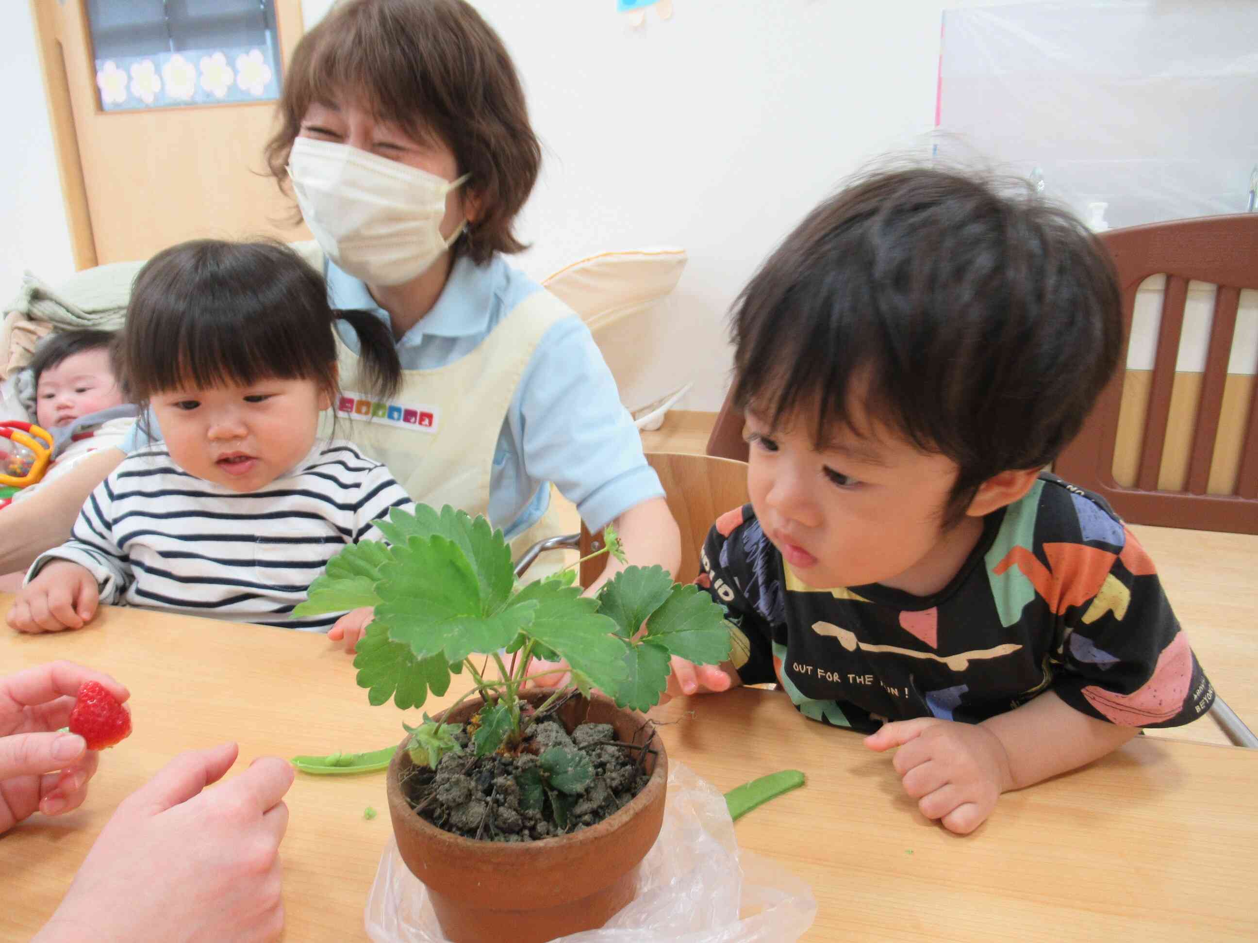 イチゴの実がどこにあるのかな？一生懸命探しています。