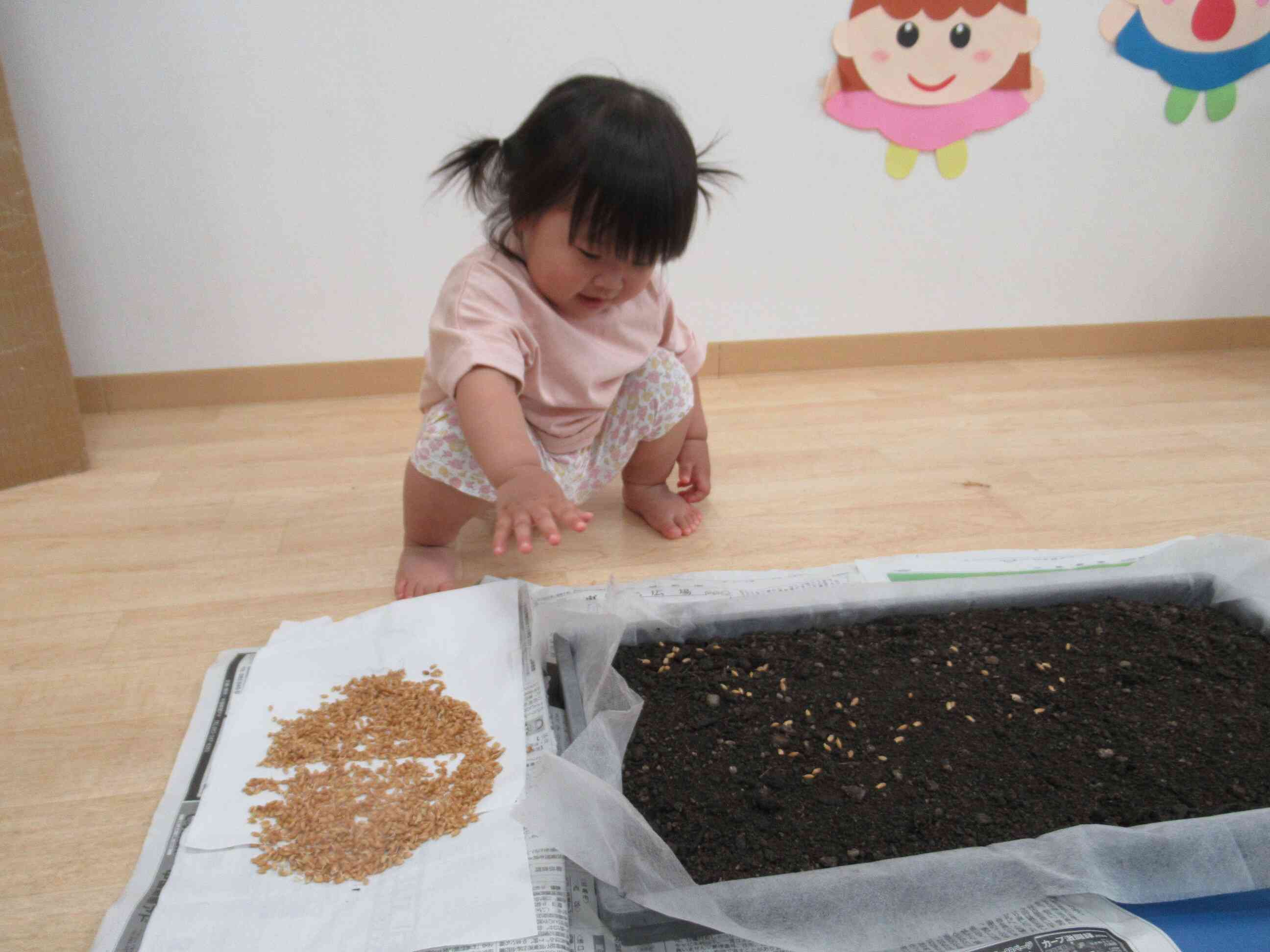 私も蒔けるよ