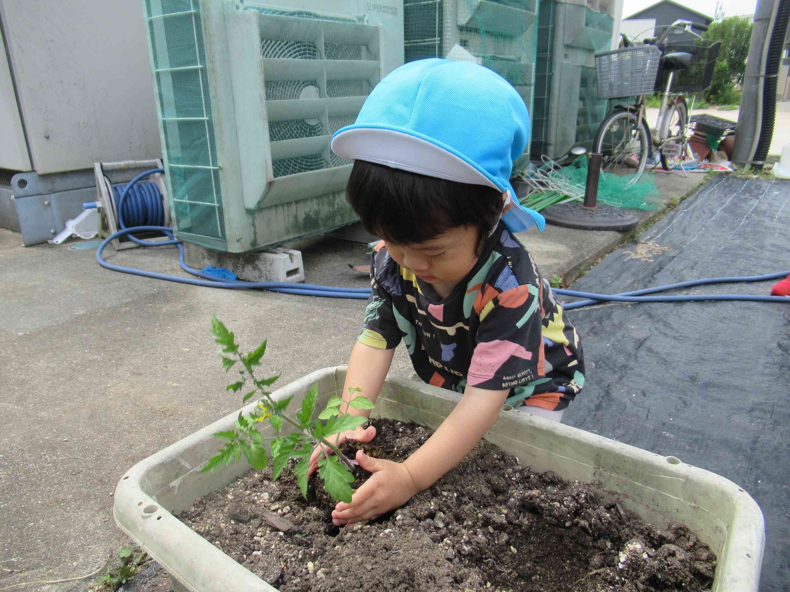僕はトマトを植えました。そ～っと優しく置きました。
