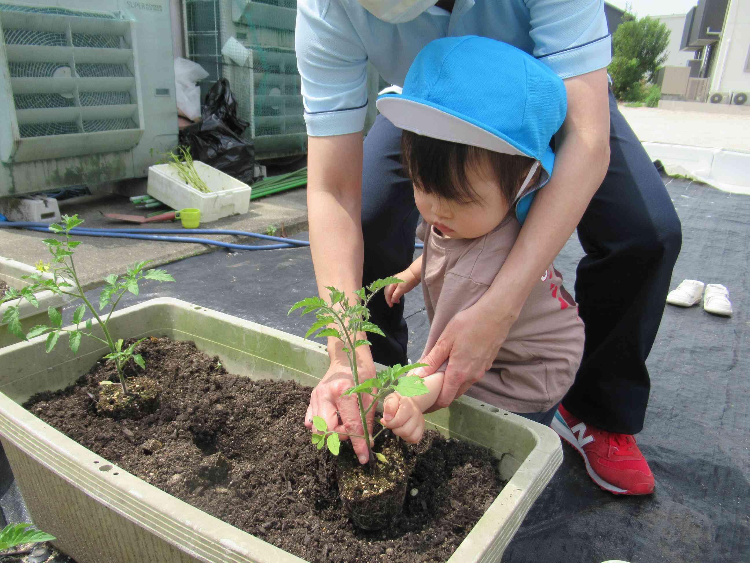私は先生に手伝ってもらい、上手に植えられましたよ。