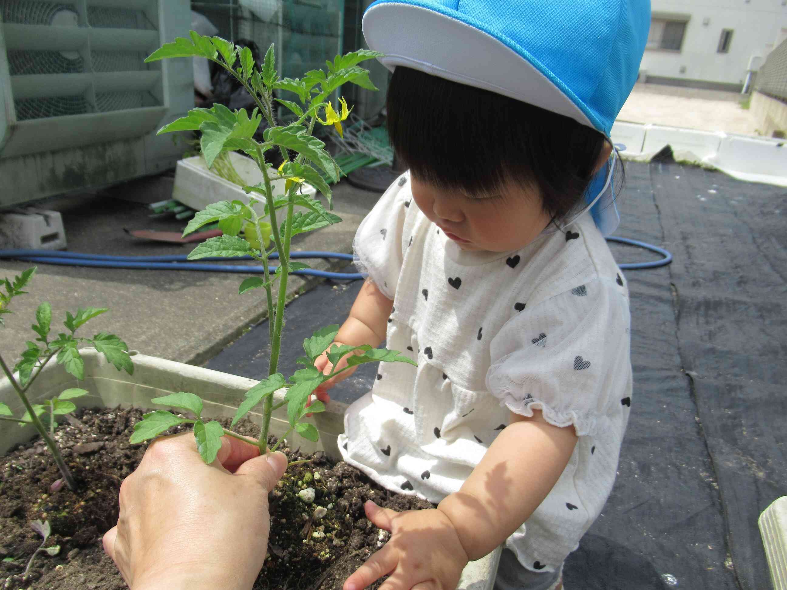 私も上手に植える事が出来ました。「早く実がなるといいな」