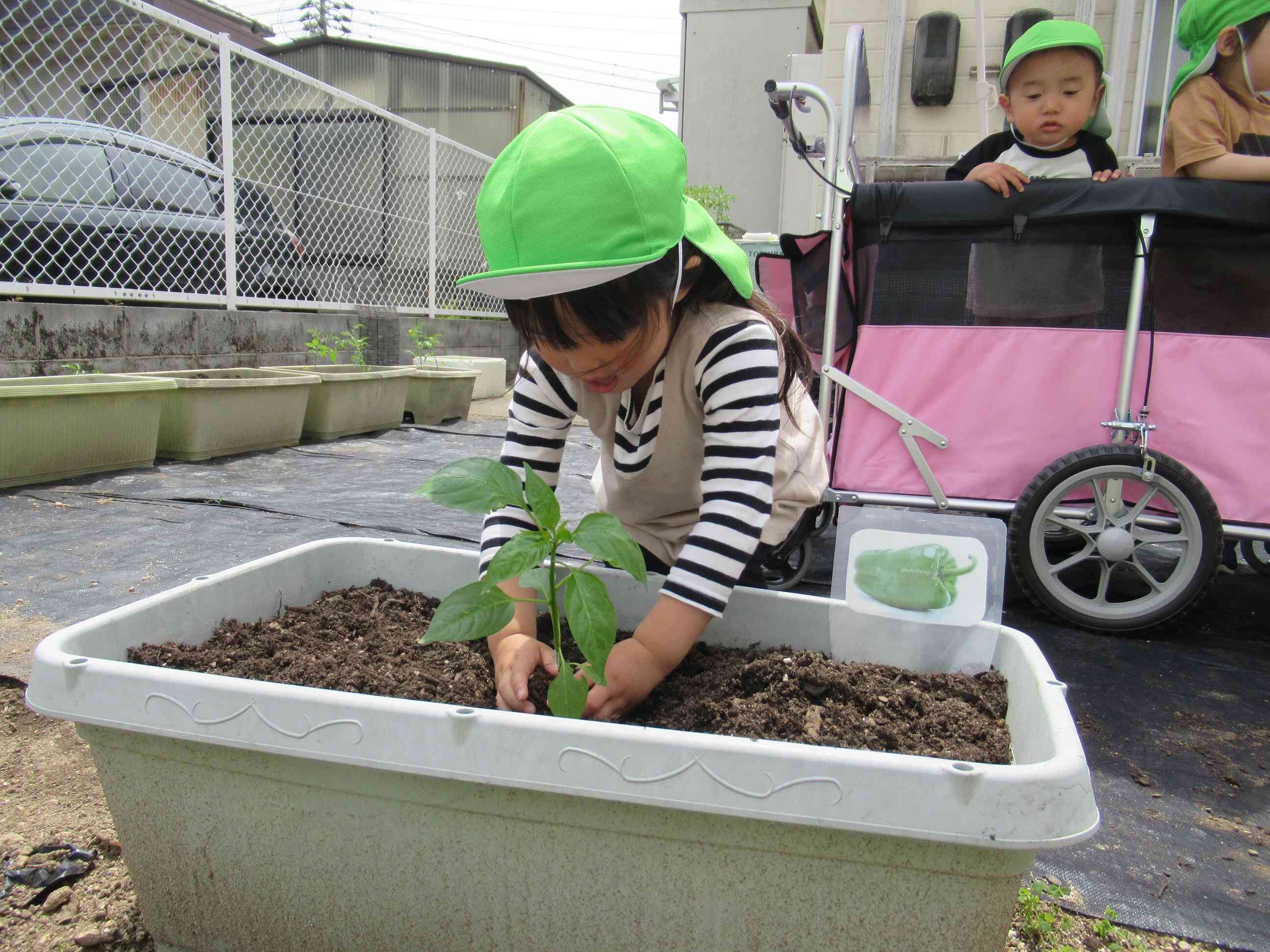 私はピーマンを植えました。お野菜好きなので、楽しみです。