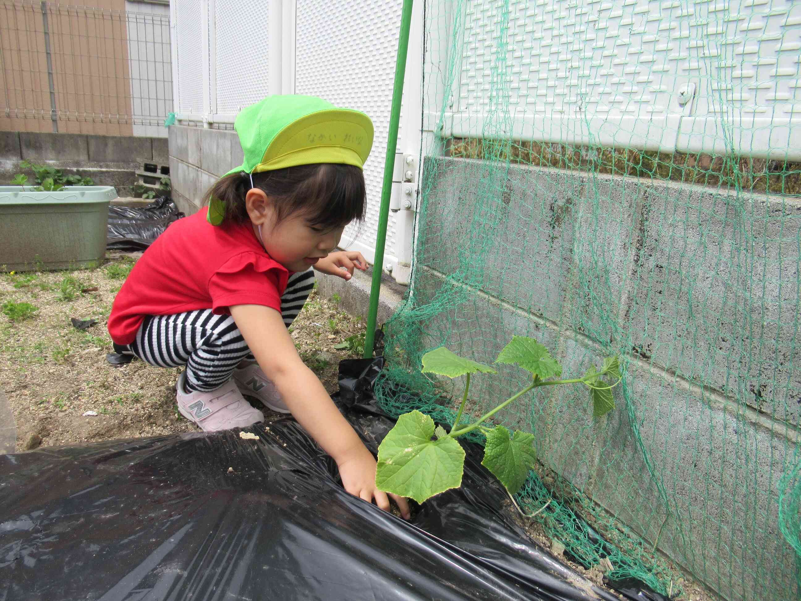 キュウリを植えました。