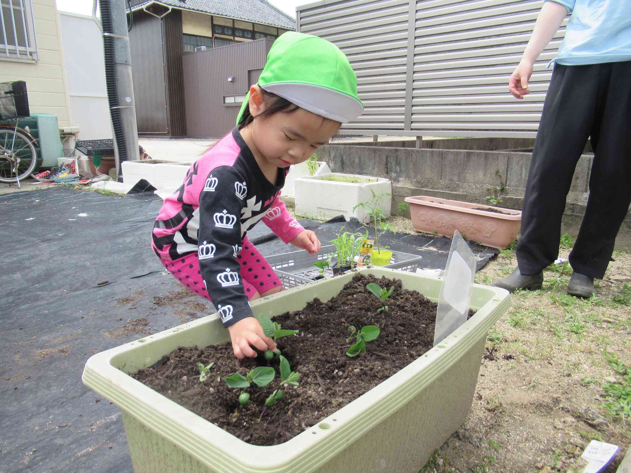 私は枝豆担当です。優しく苗を植えてくれました。