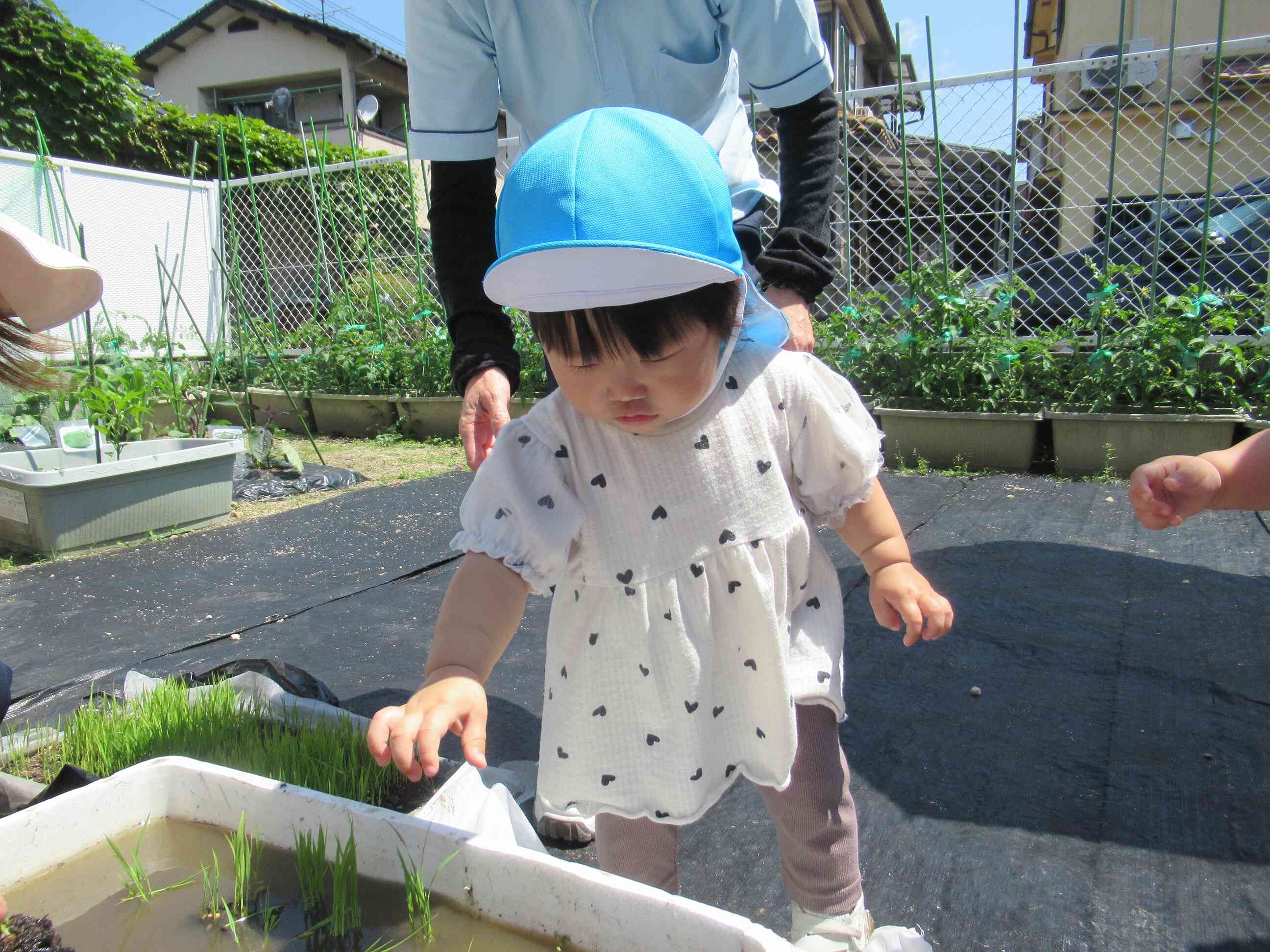 上手に植えられました。