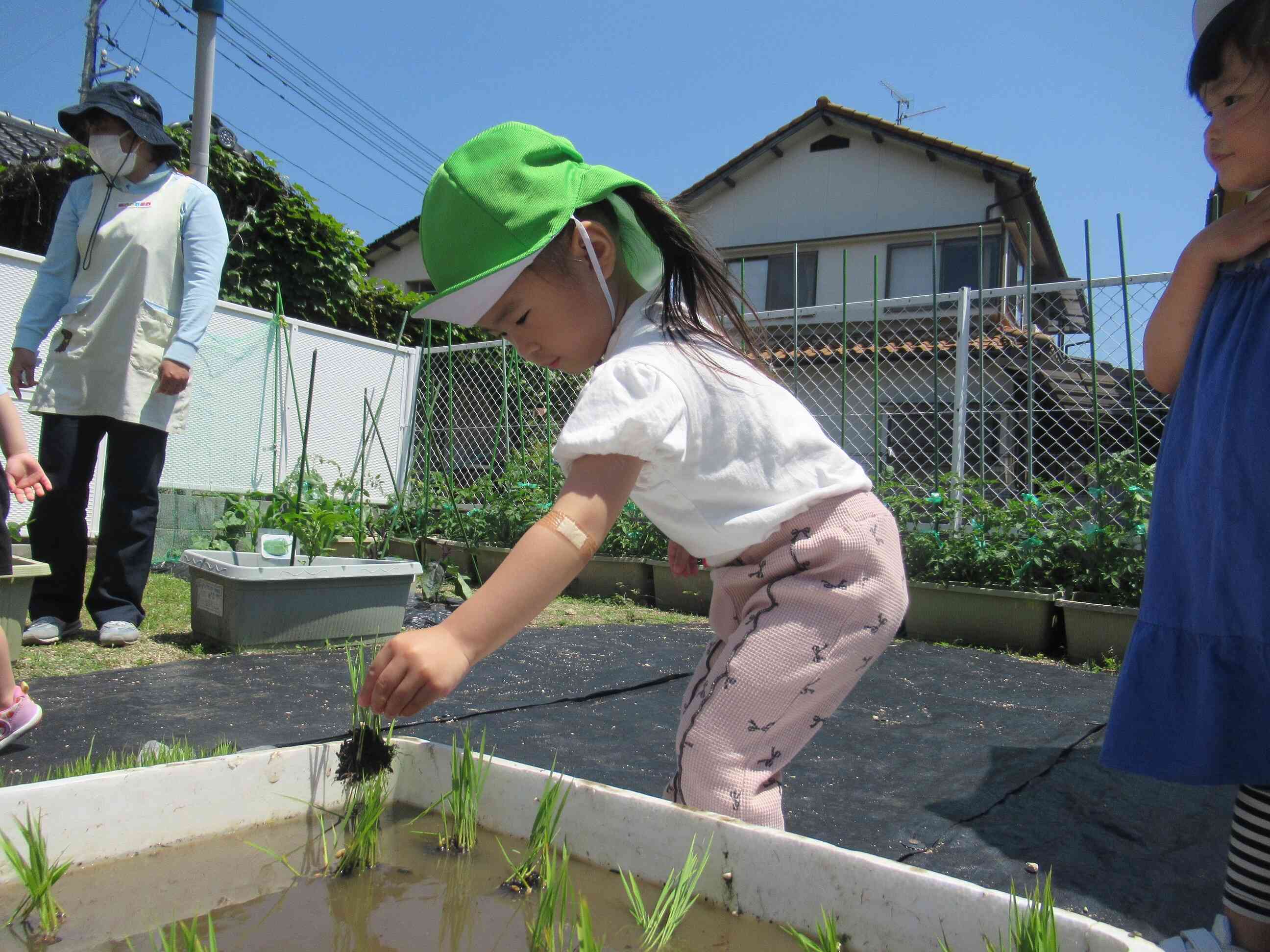 私も慎重に苗を植えられました。秋にはお米が出来ますように。　