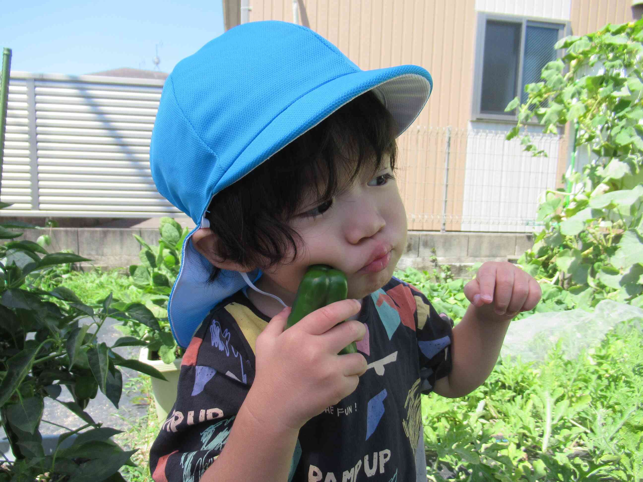 野菜の収穫１