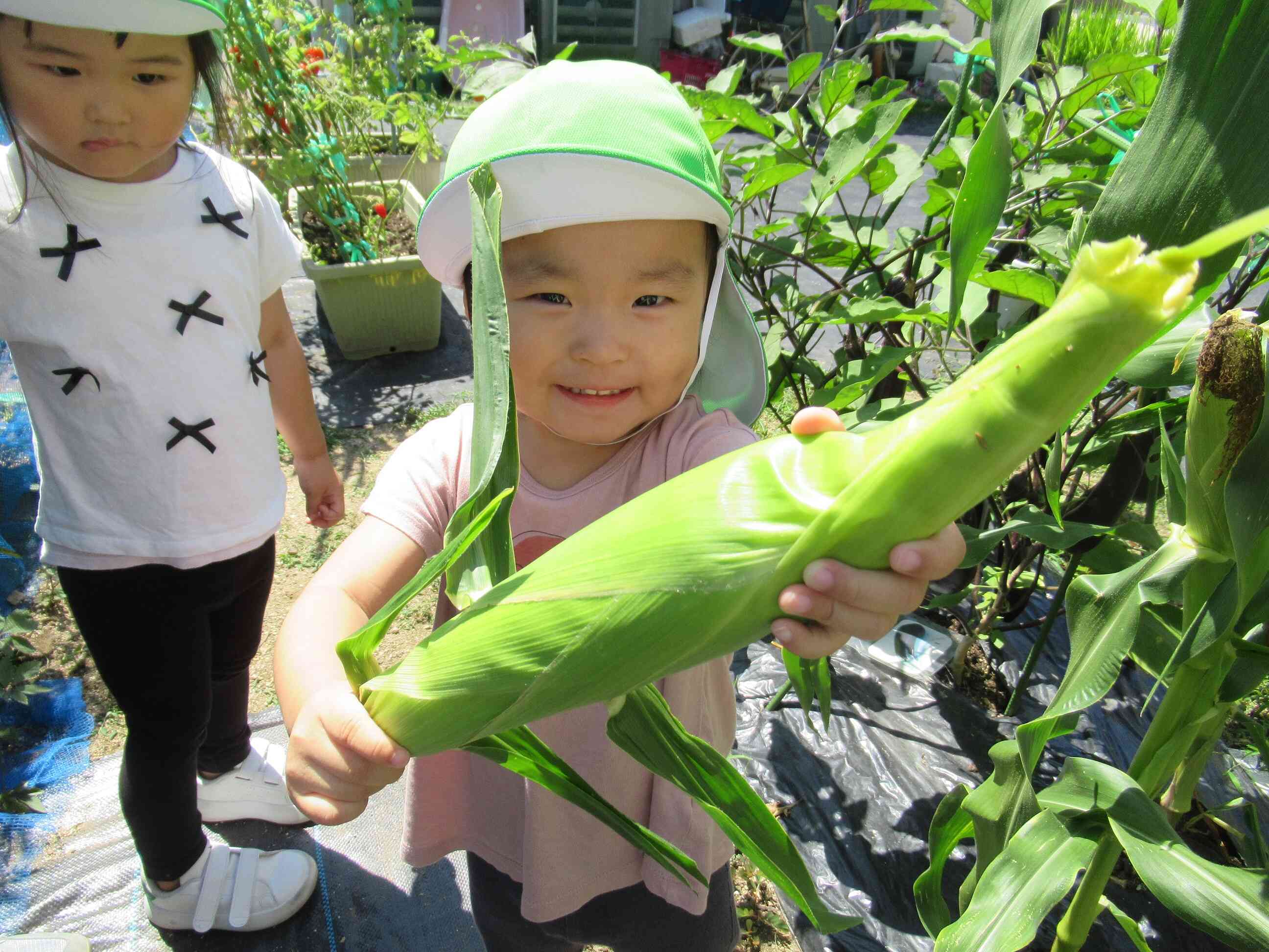 野菜の収穫２