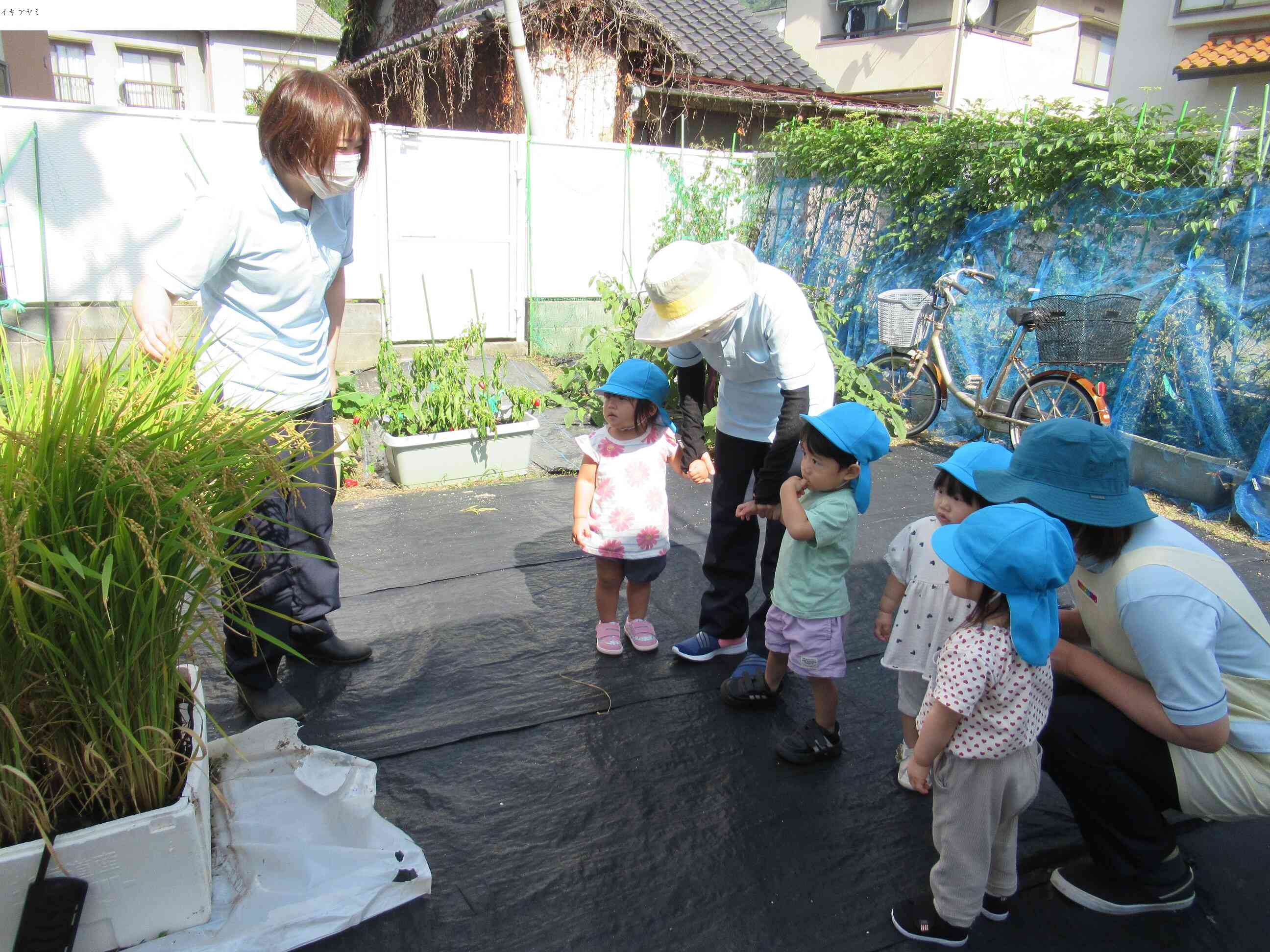 保育園で作った稲を刈ります